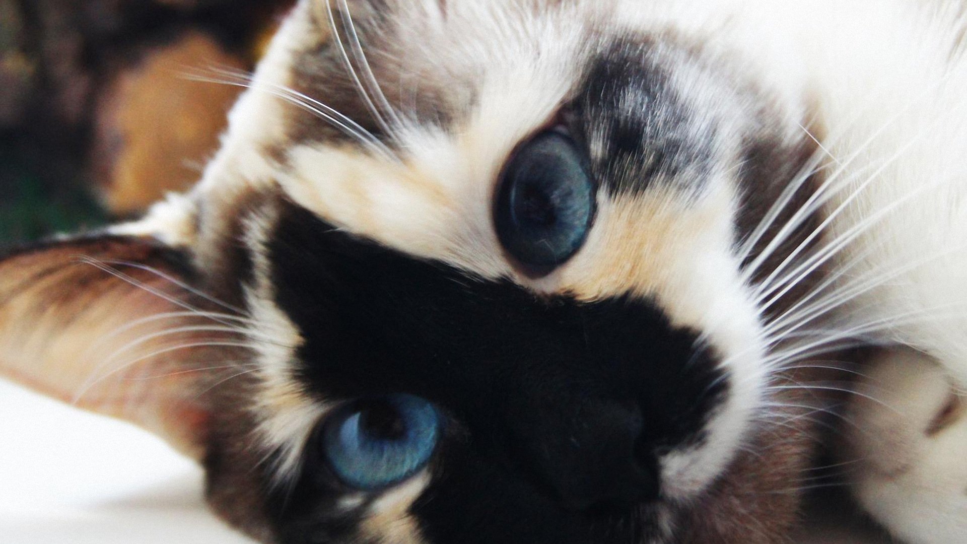 萌宠,动物,儿童桌面专用