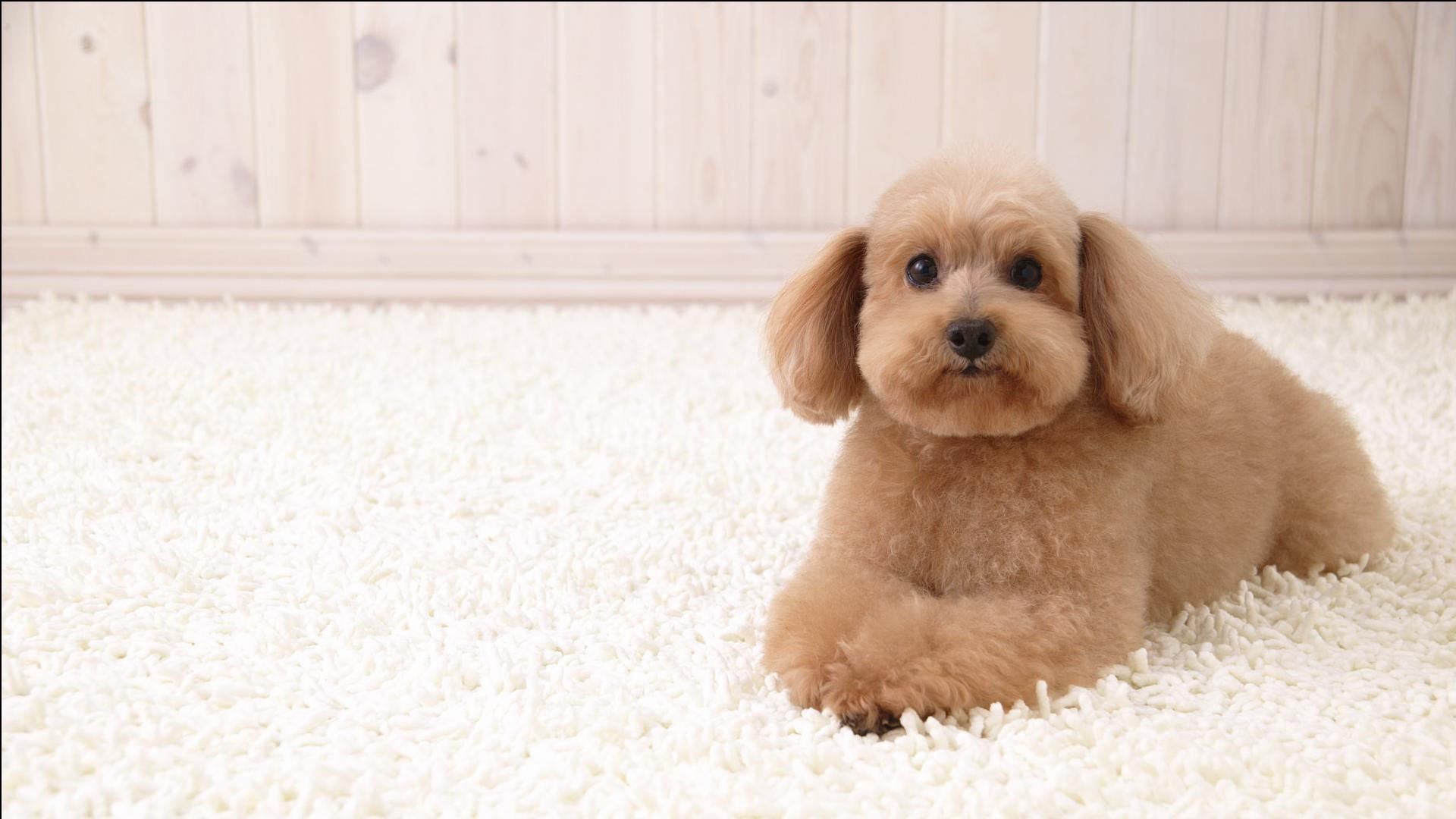 萌宠,汪星人,狗,可爱,卖萌,古灵精怪,儿童桌面专用