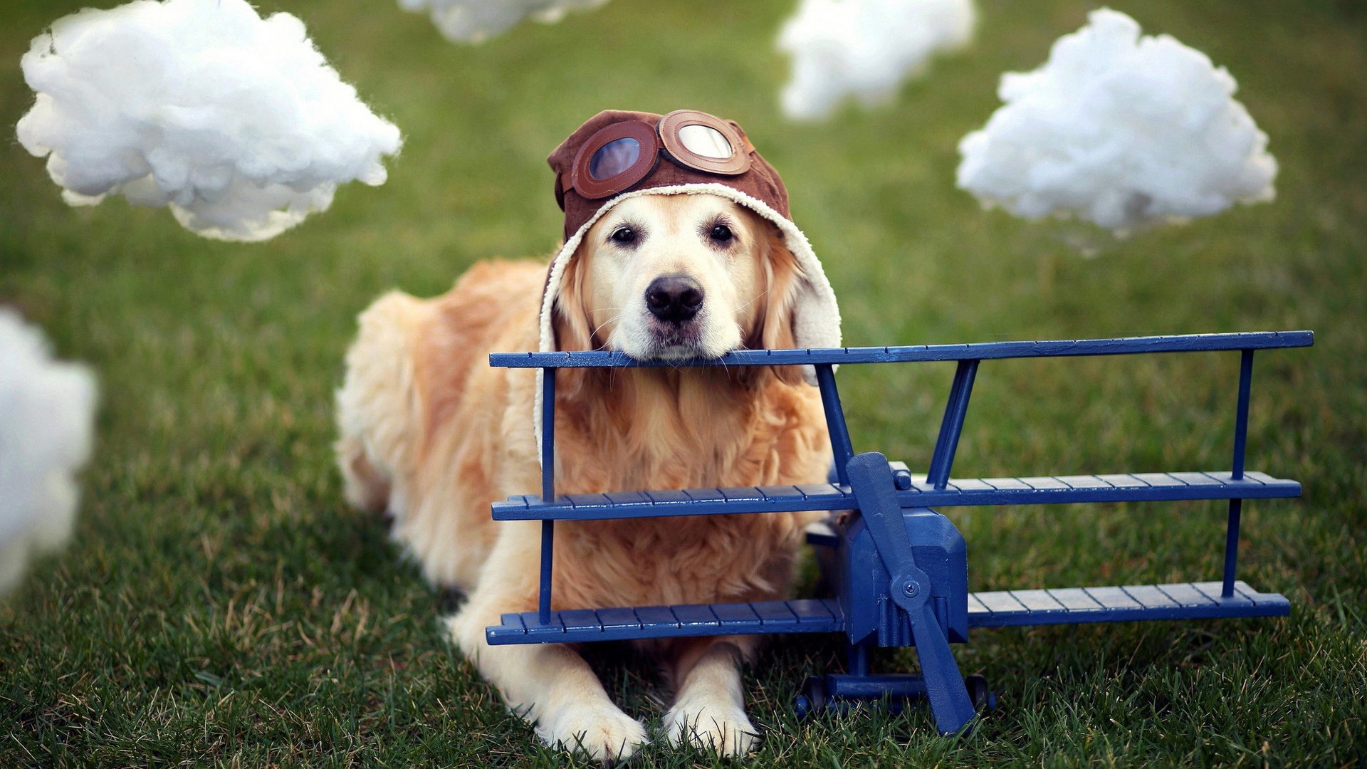 萌宠,汪星人,狗,可爱,卖萌图,古灵精怪,儿童桌面专用