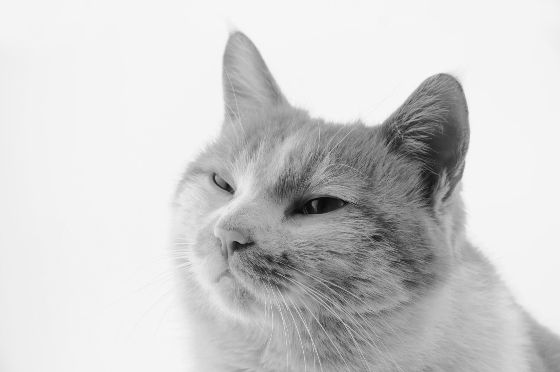 萌宠,儿童桌面专用