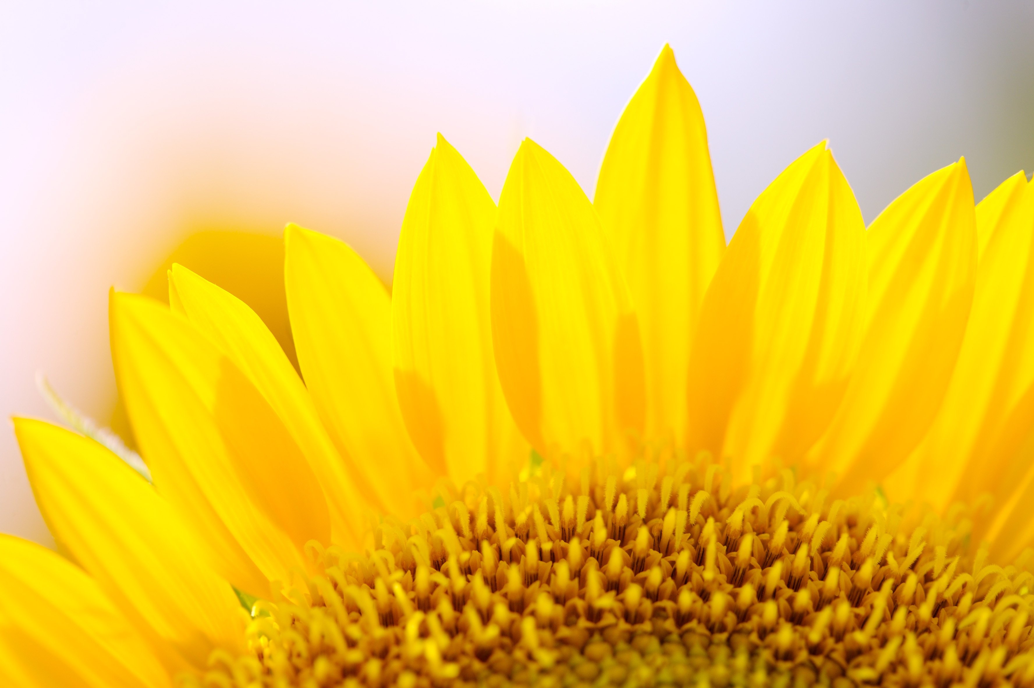 小清新,儿童桌面专用