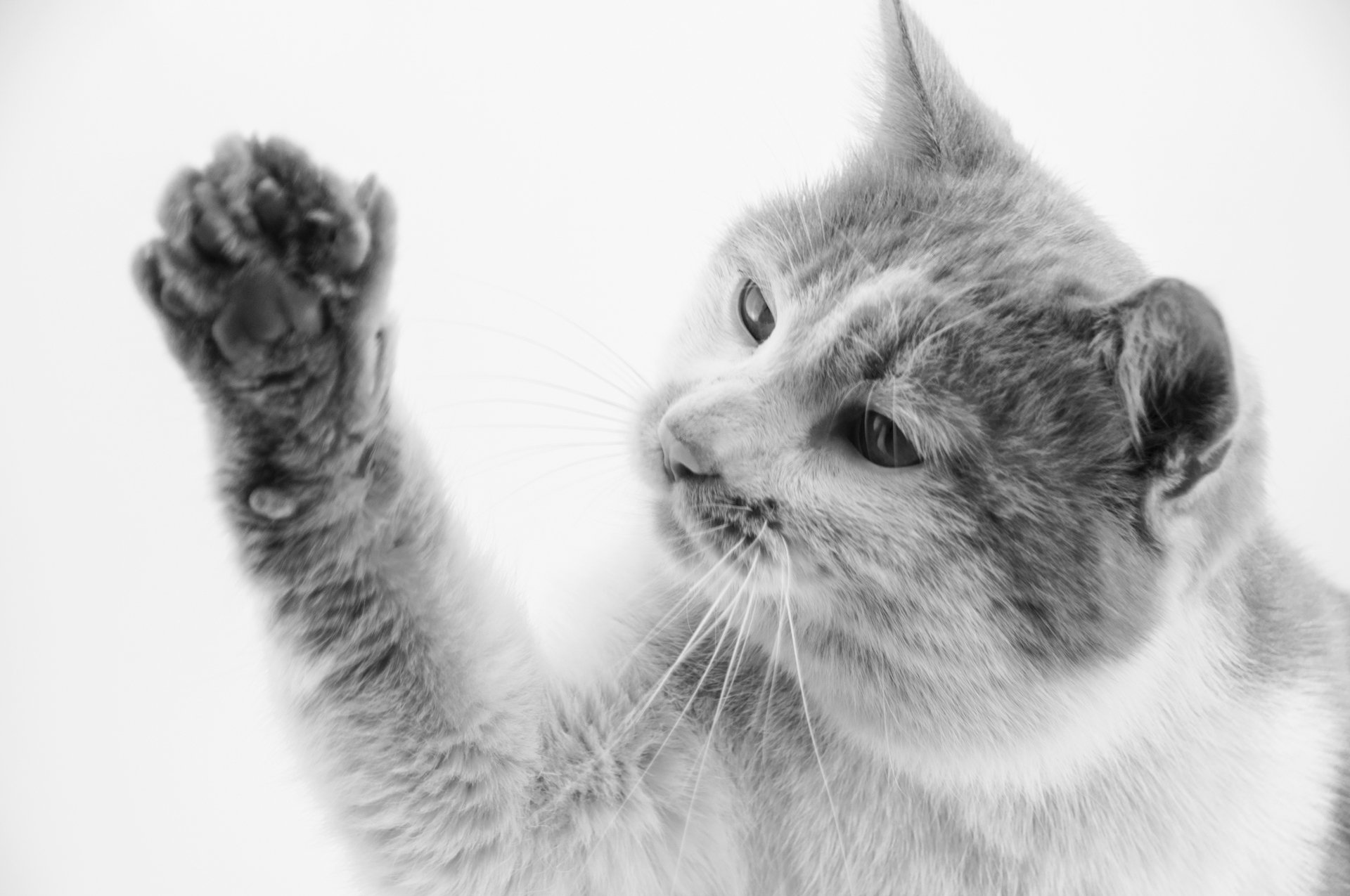 萌宠,儿童桌面专用