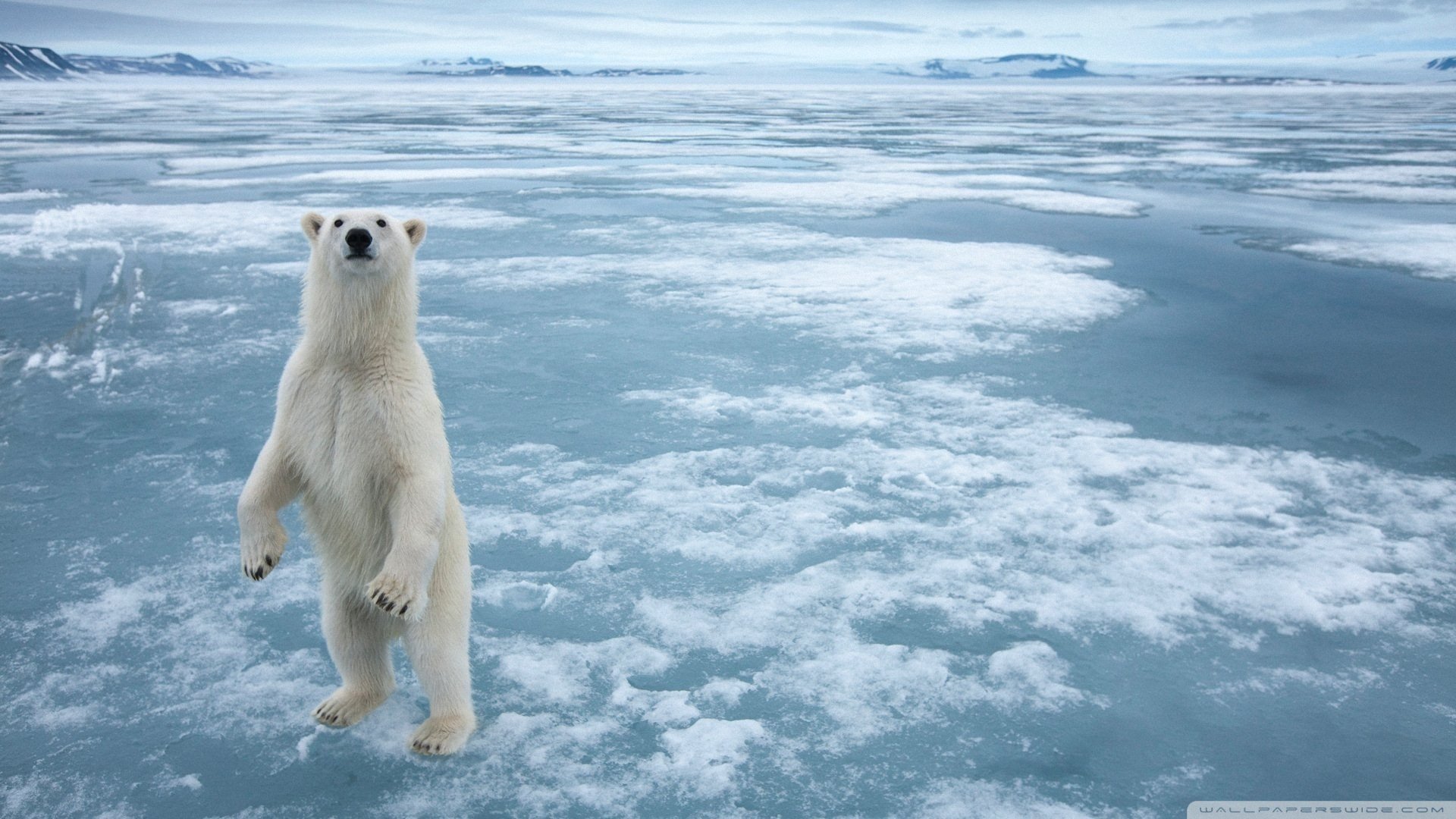 萌宠,动物,儿童桌面专用