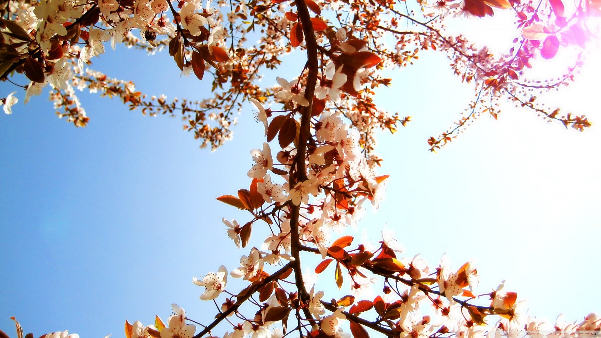 春分,春天,花,花开的声音,浪漫,清新,花朵,唯美,温暖,清新淡雅,鸟语花香
