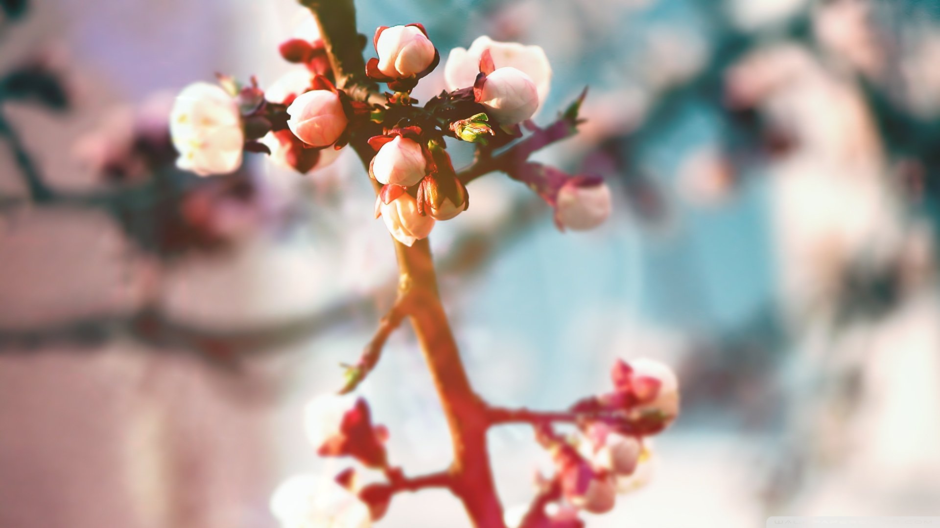 春分,春天,花,花开的声音,浪漫,清新,花朵,唯美,温暖,清新淡雅,鸟语花香