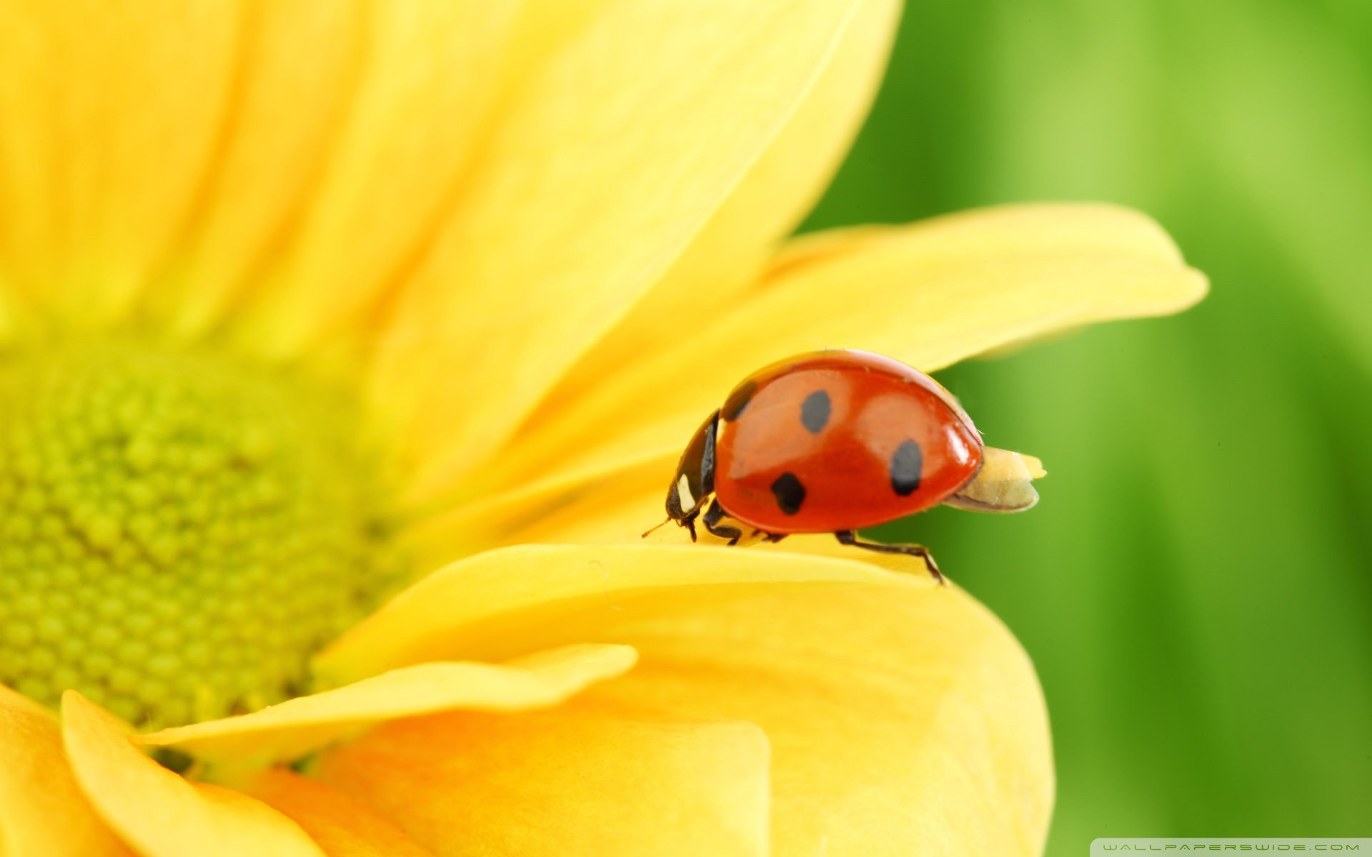 动物,野生动物,瓢虫,春天,花