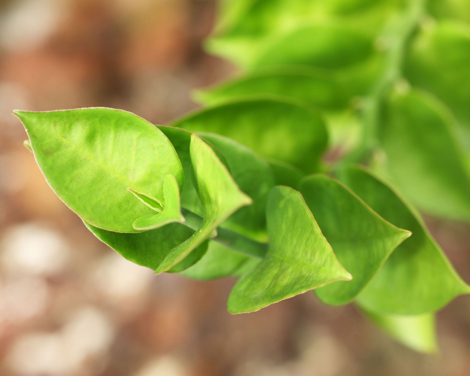 春分,春天,花,花开的声音,浪漫,清新,花朵,唯美,温暖,清新淡雅,鸟语花香