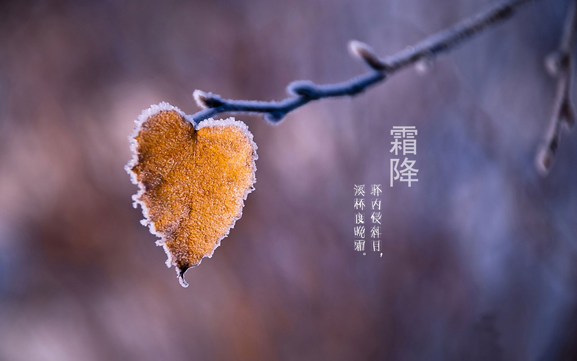 二十四节气,24节气,节气,风景,自然,风光,节日,霜降