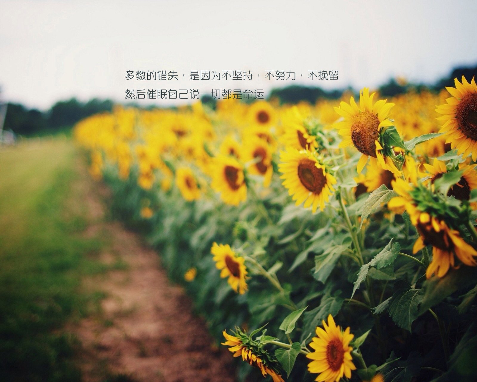 情感,温馨,文字控,心事,治愈,向日葵