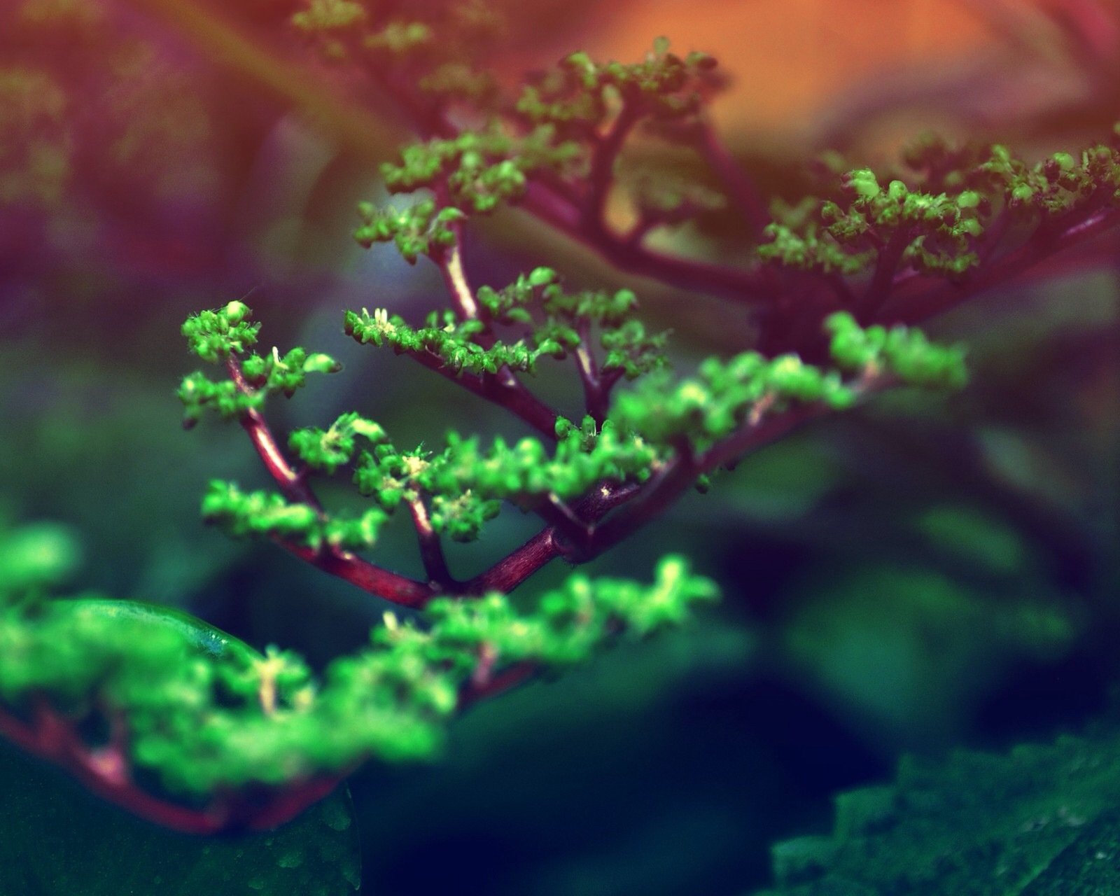 风景,自然,风光,唯美,安静,树,绿色