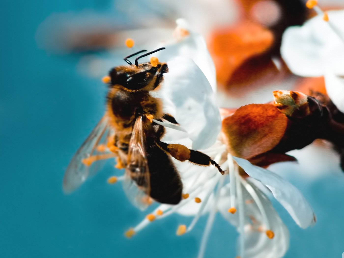 春分,春天,花,花开的声音,浪漫,清新,花朵,唯美,温暖,清新淡雅,鸟语花香