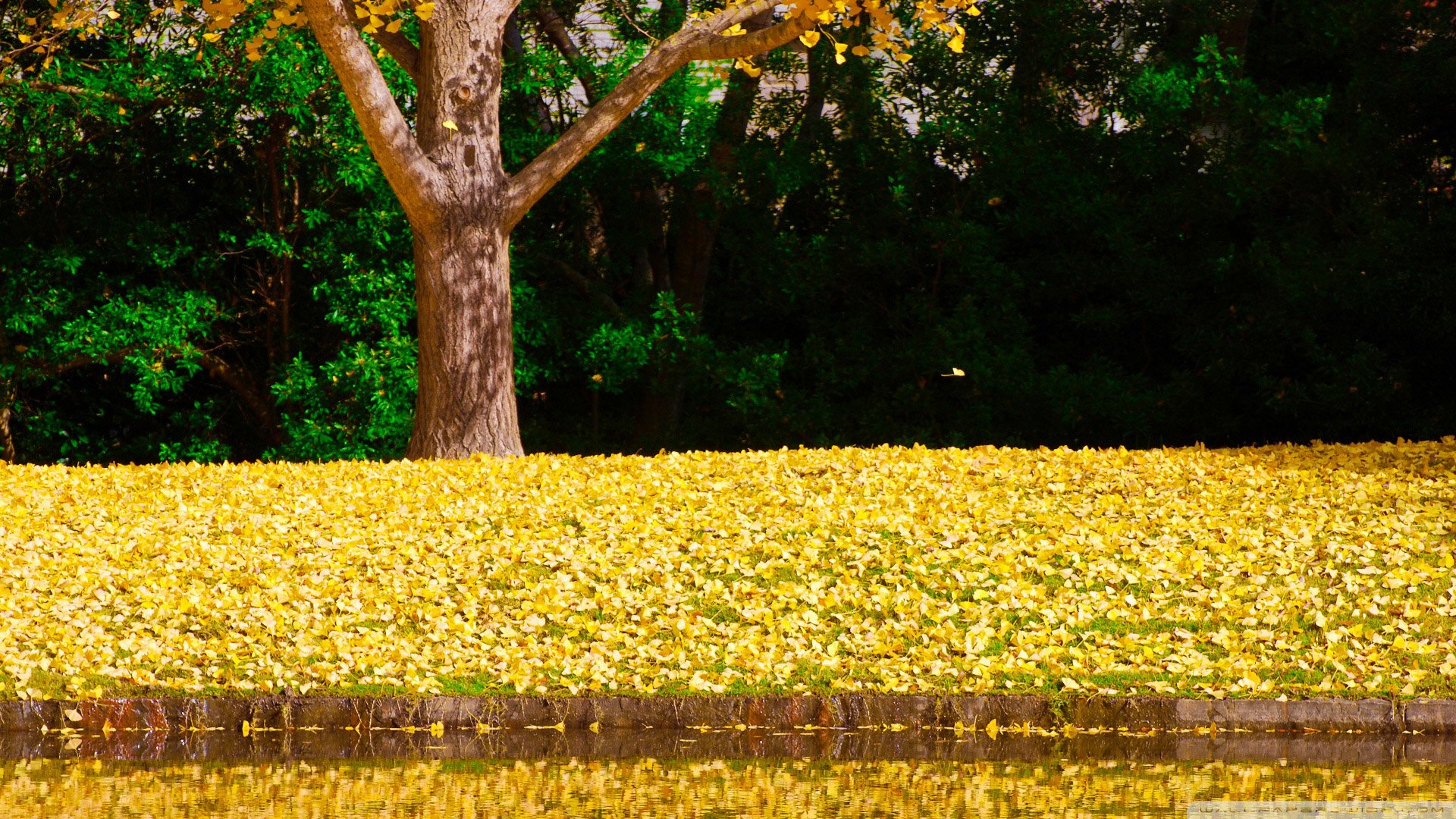 自然,风景,树,唯美,意境,孤单,来生要做一棵树