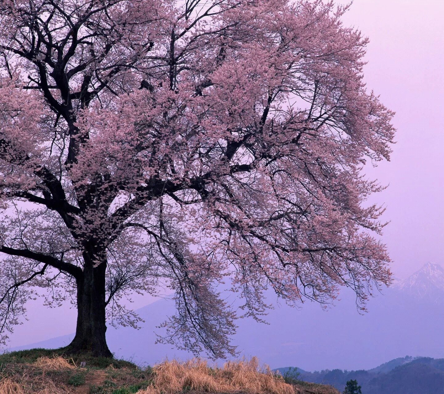 自然,风景,树,唯美,意境,孤单,来生要做一棵树