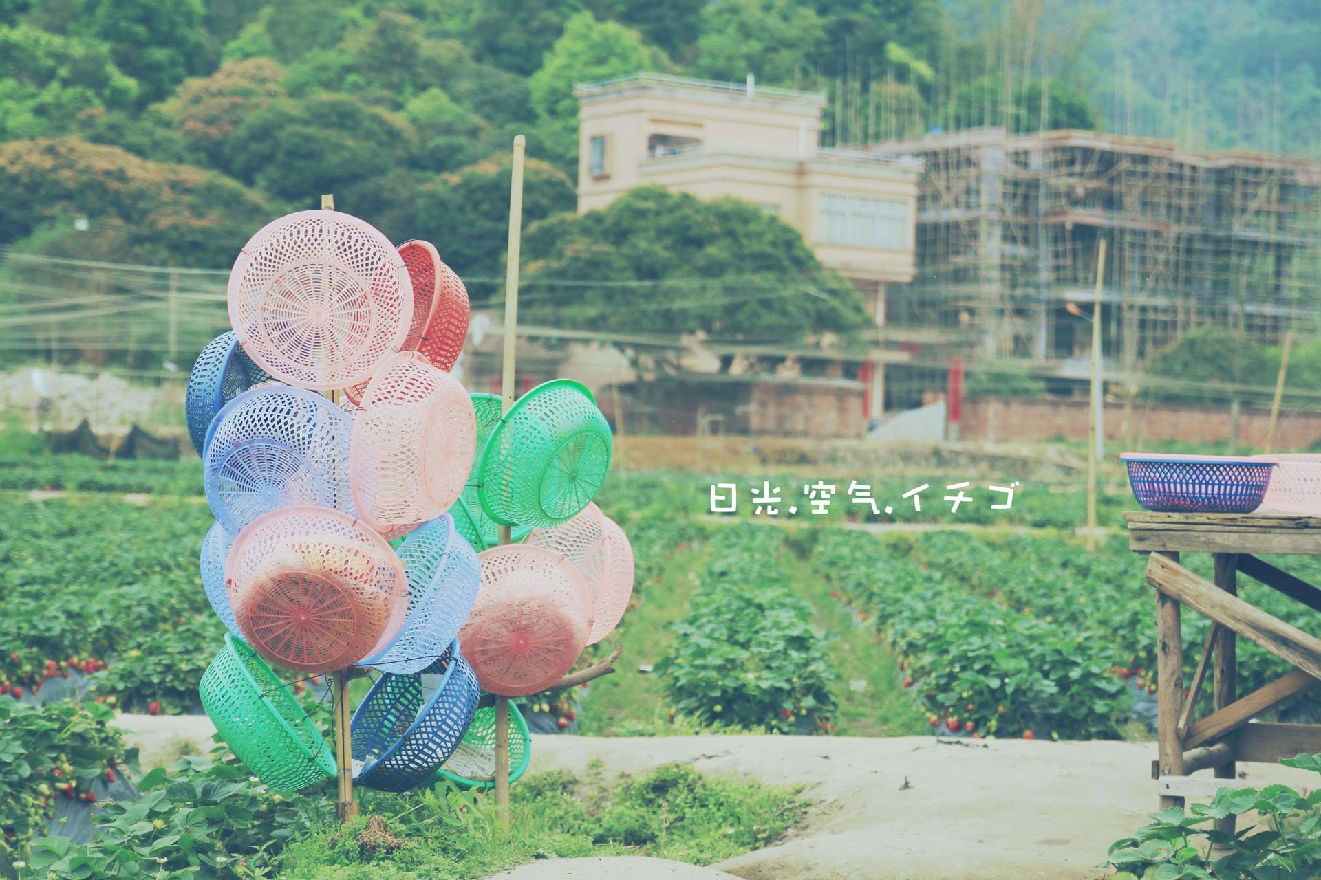 小清新,唯美,温馨,温暖,阳光,治愈系,安静,生活,慢生活,清新淡雅,温馨一刻,气球,女孩