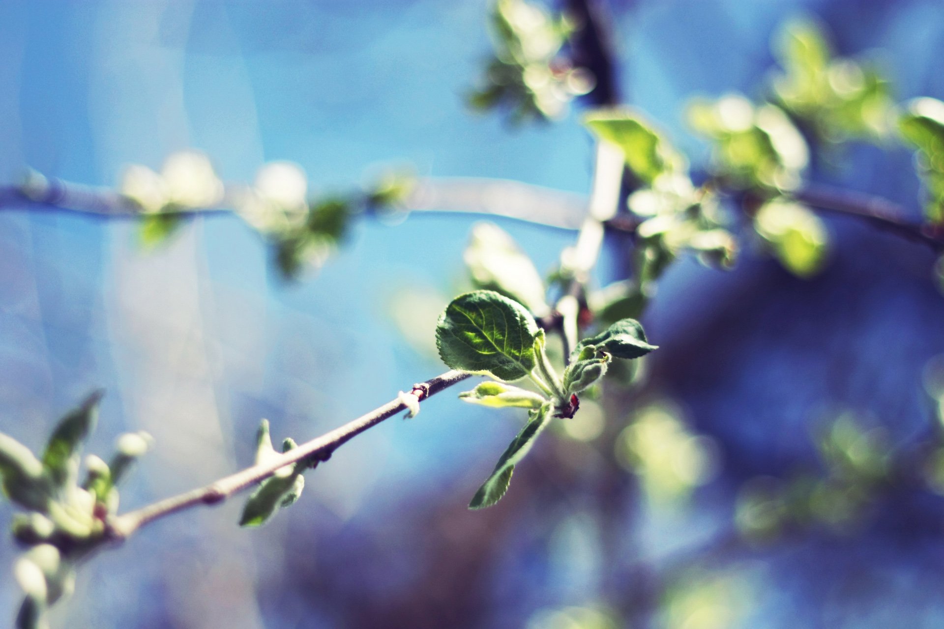 小清新,唯美,温馨,温暖,阳光,绿色养眼,自然,清新淡雅,花,春天,花团锦簇
