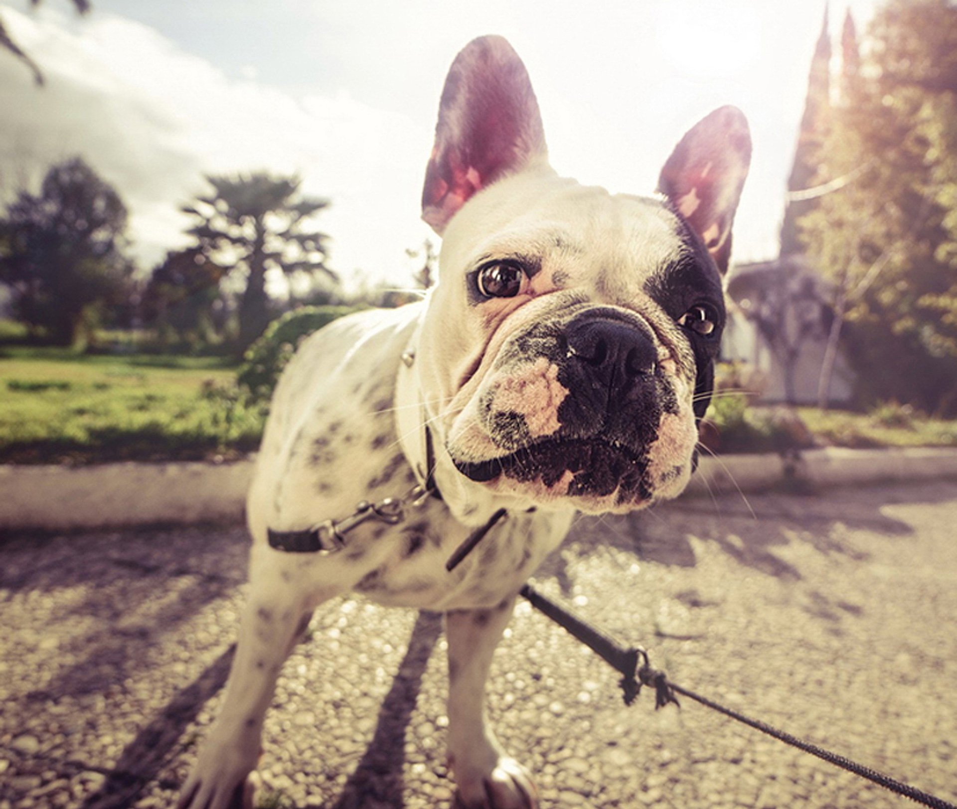 萌宠,动物,狗,汪星人,可爱,萌,卖萌图