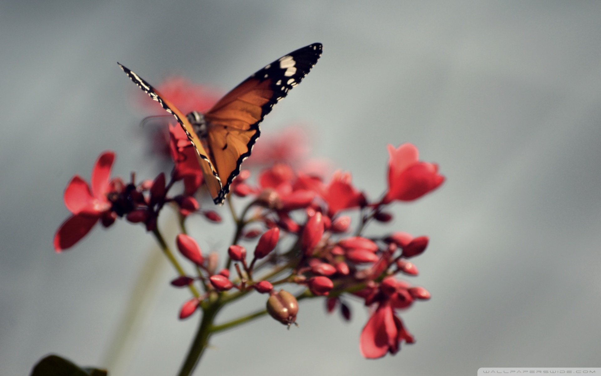 动物,野生动物,蝴蝶,自然,春天