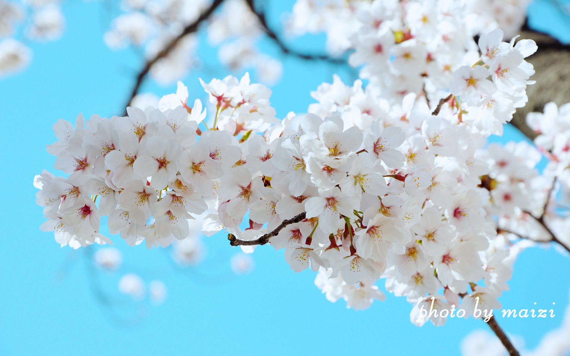 春分,春天,花,花开的声音,浪漫,清新,花朵,唯美,温暖,清新淡雅,鸟语花香