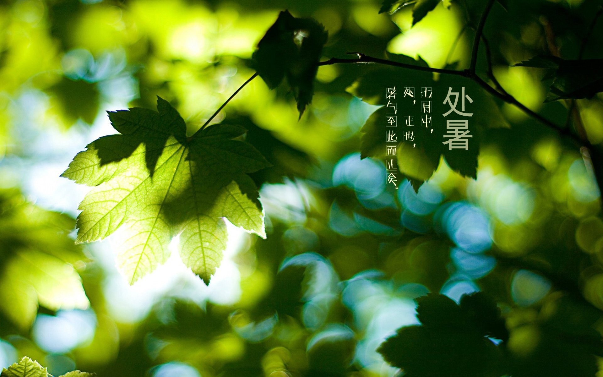二十四节气,24节气,节气,风景,自然,风光,节日,处暑