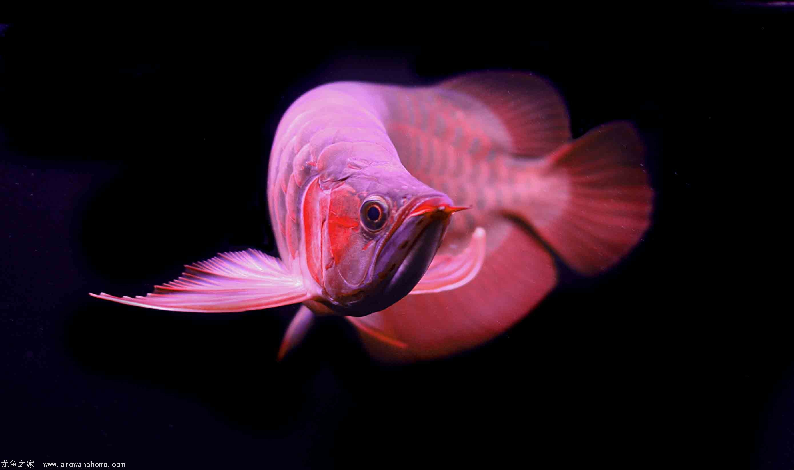 动物,金鱼,7秒的记忆,可爱,唯美,意境,游,安静,水下