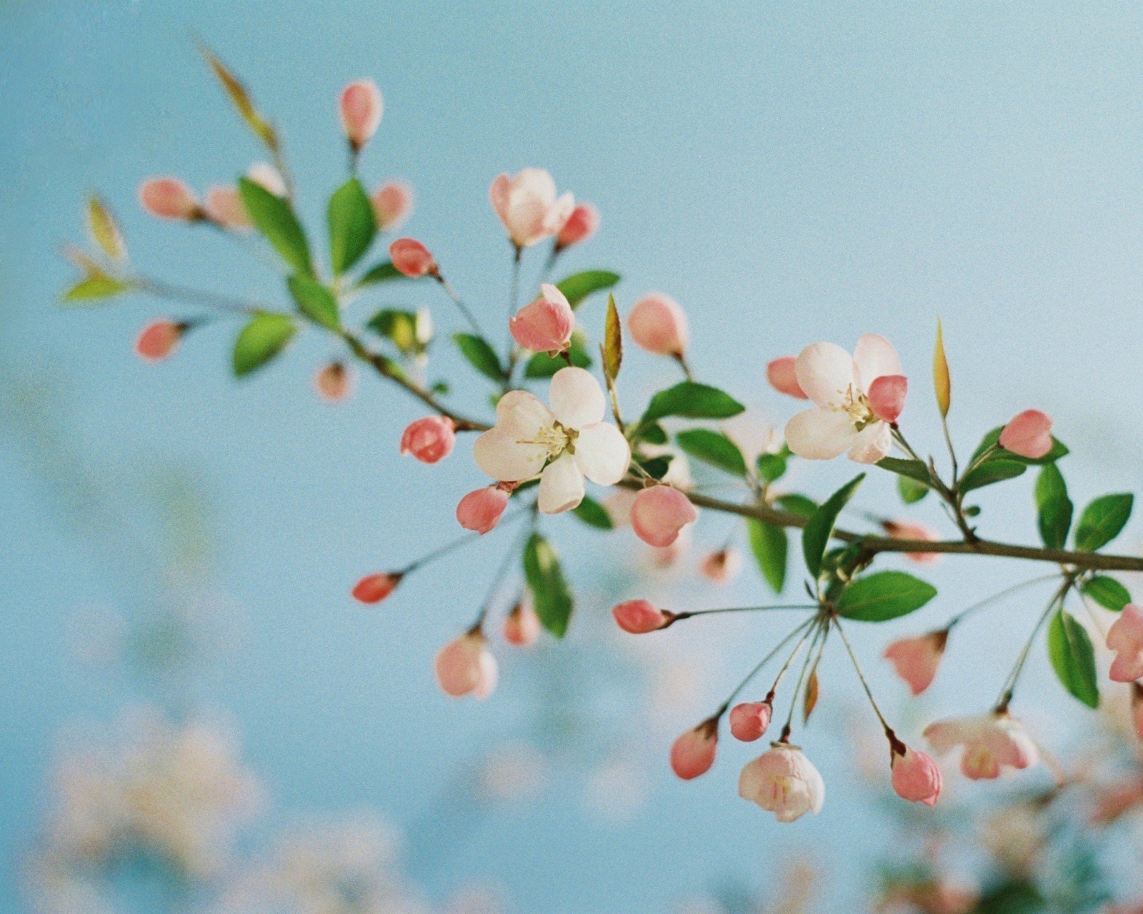 春分,春天,花,花开的声音,浪漫,清新,花朵,唯美,温暖,清新淡雅,鸟语花香