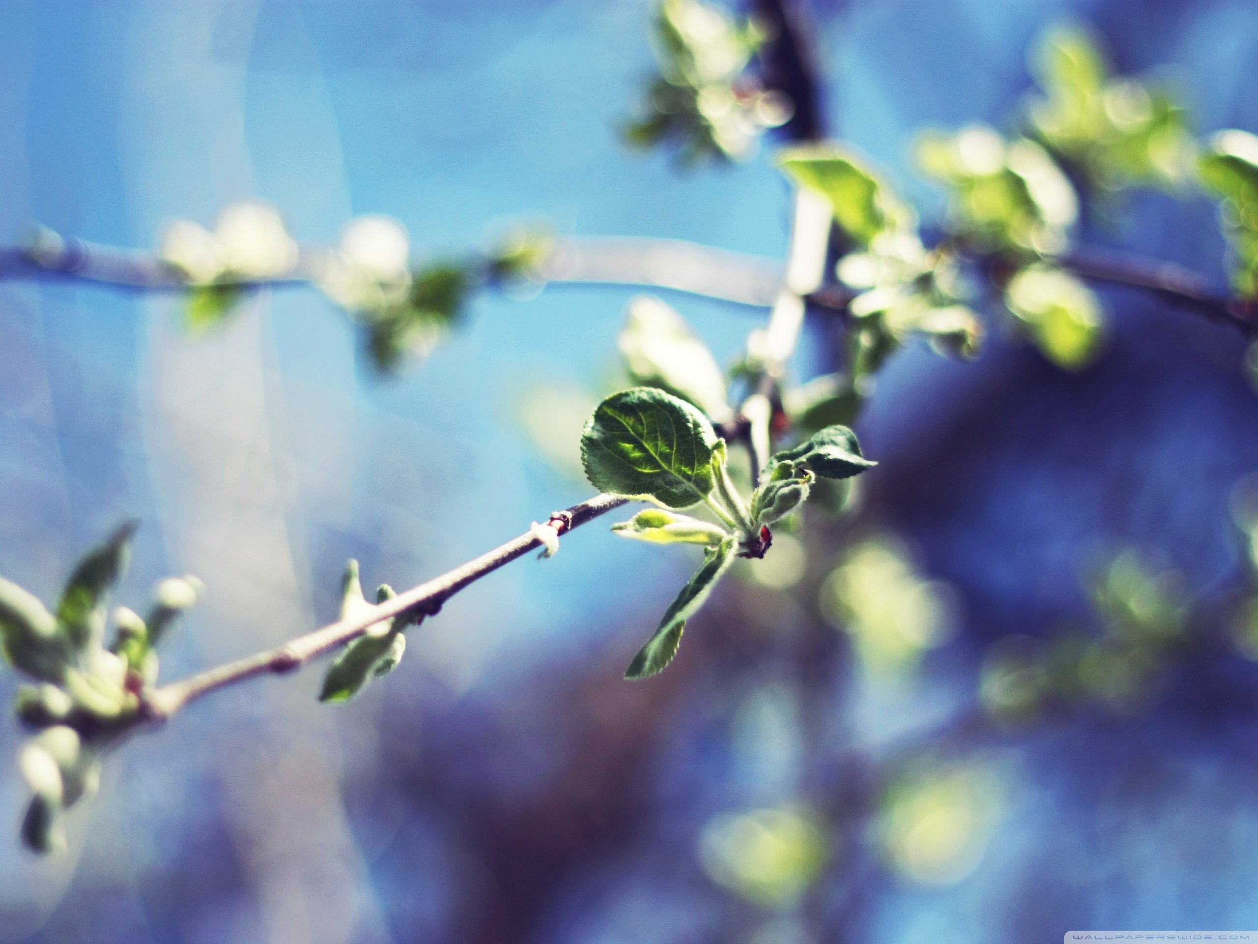 春分,春天,花,花开的声音,浪漫,清新,花朵,唯美,温暖,清新淡雅,鸟语花香
