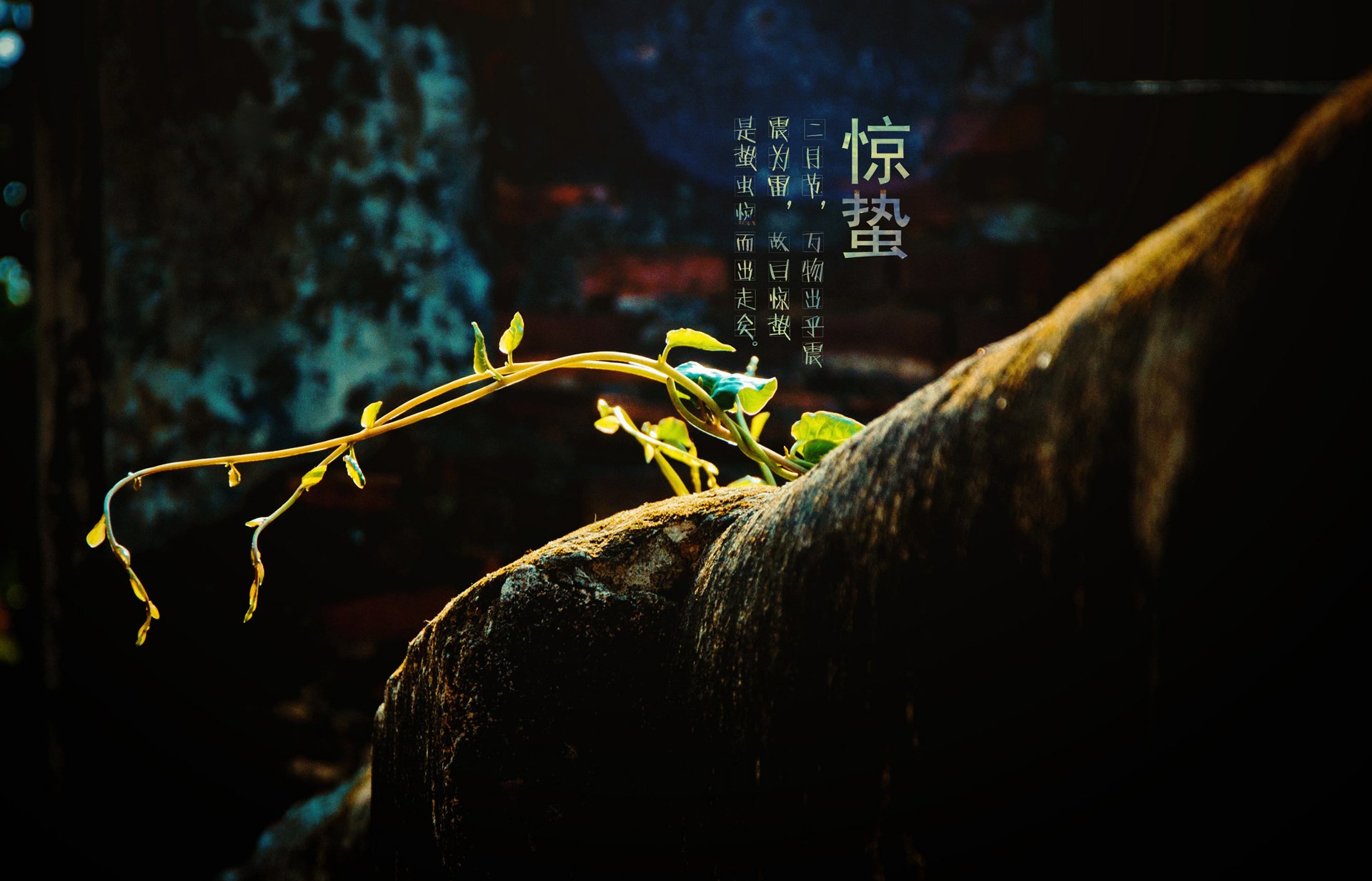 24节气,节气,惊蛰,二十四节气