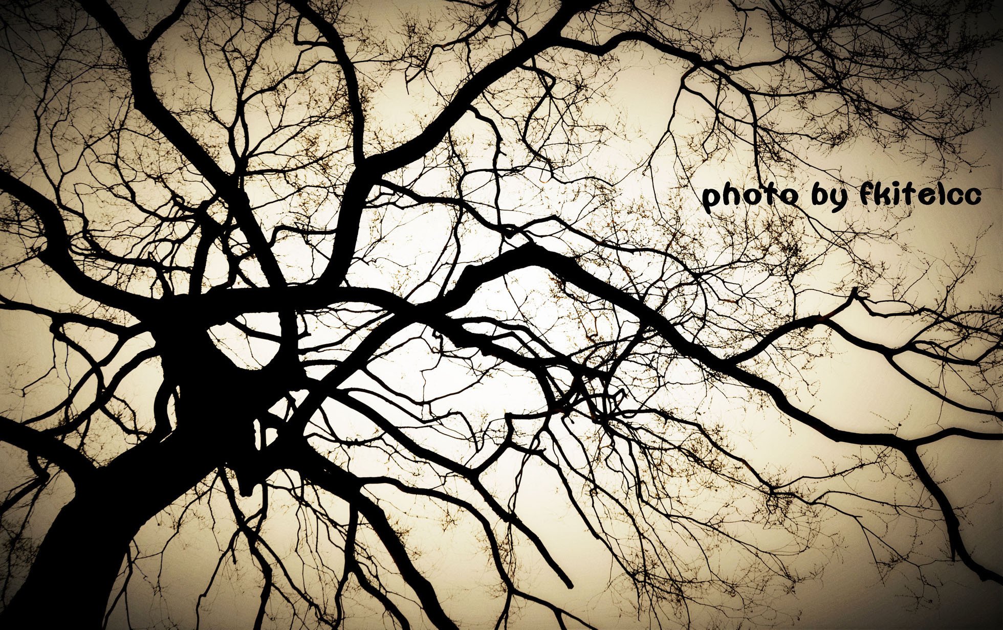 植树节,来生要做一棵树,风景,自然