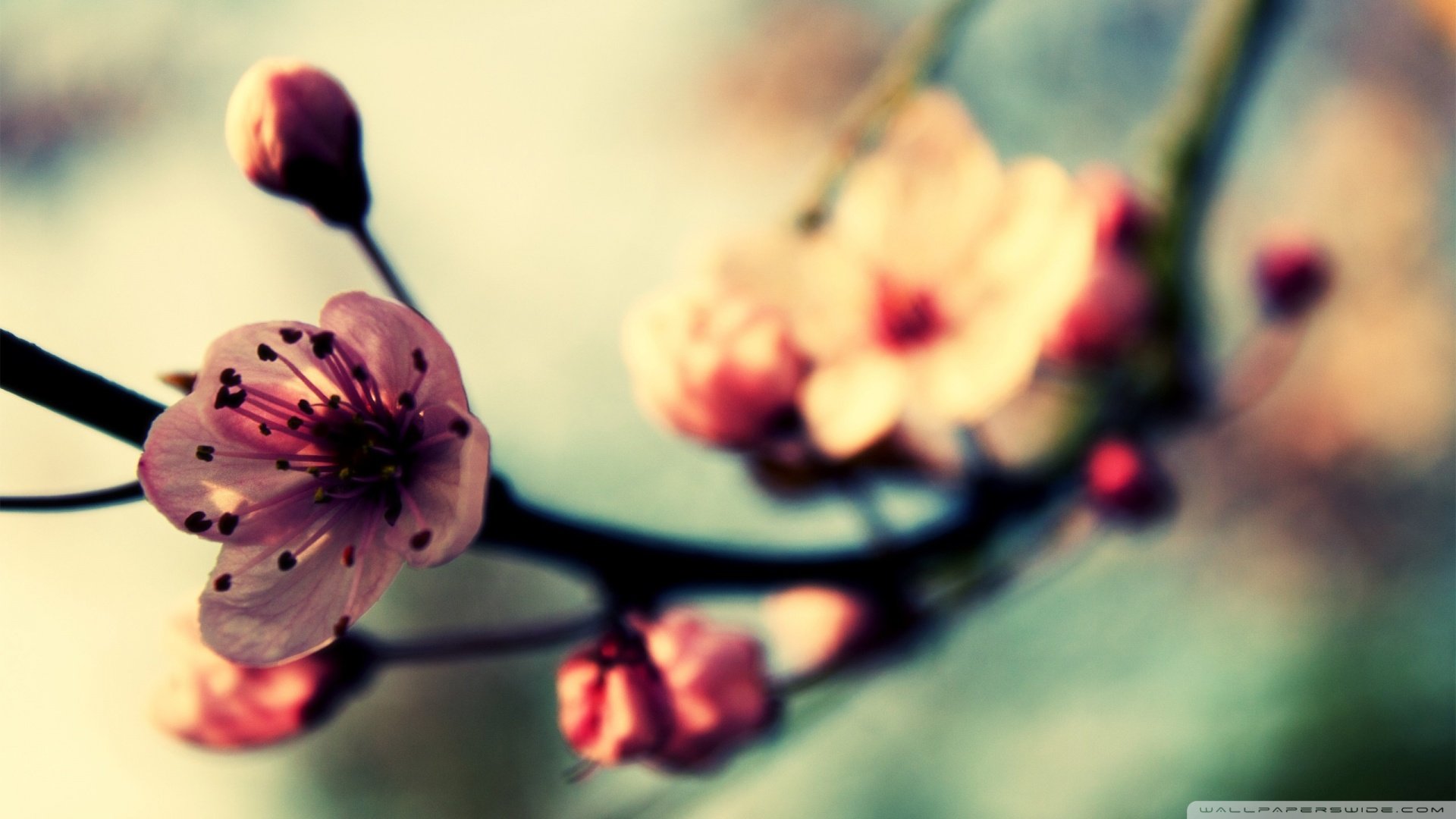 春分,春天,花,花开的声音,浪漫,清新,花朵,唯美,温暖,清新淡雅,鸟语花香