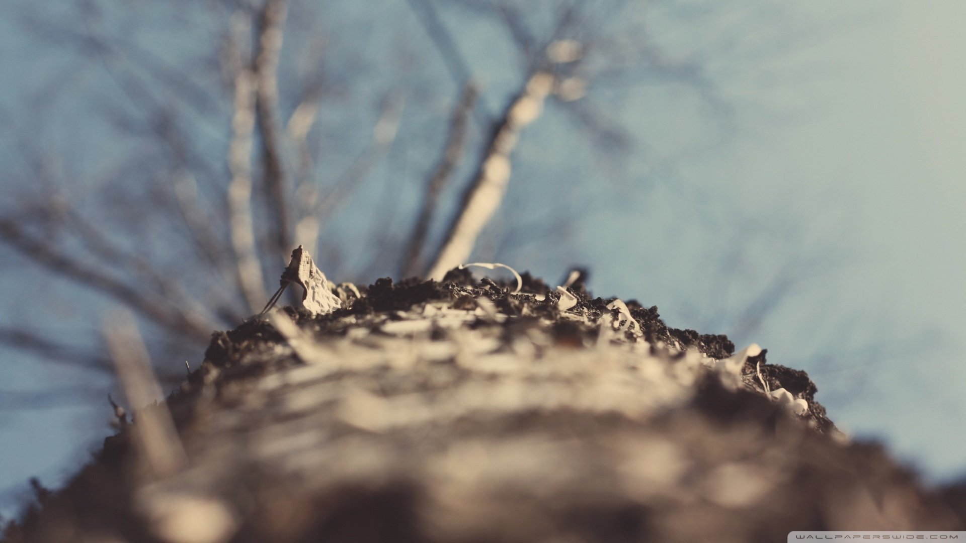 植树节,来生要做一棵树,风景,自然