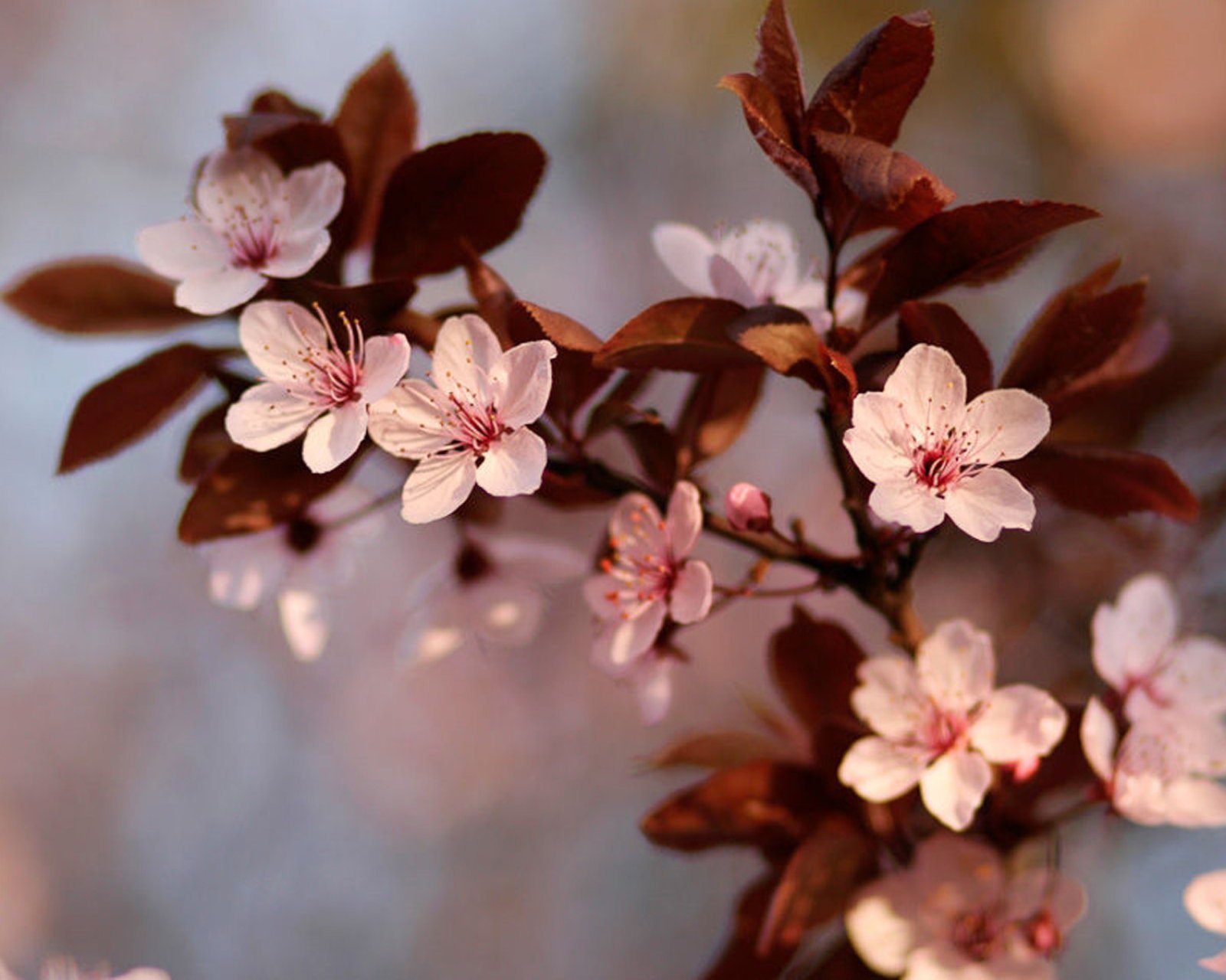 春分,春天,花,花开的声音,浪漫,清新,花朵,唯美,温暖,清新淡雅,鸟语花香