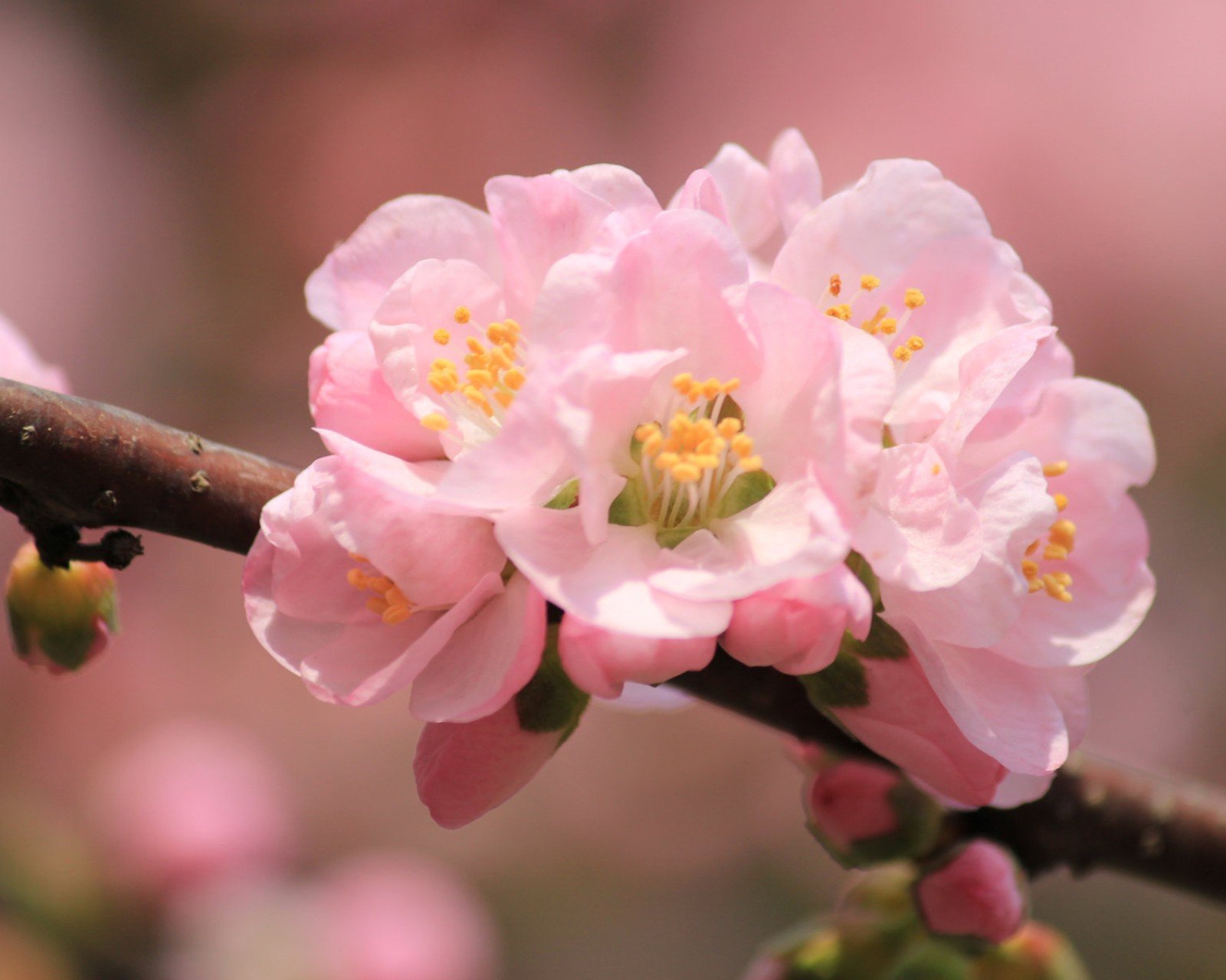 春分,春天,花,花开的声音,浪漫,清新,花朵,唯美,温暖,清新淡雅,鸟语花香