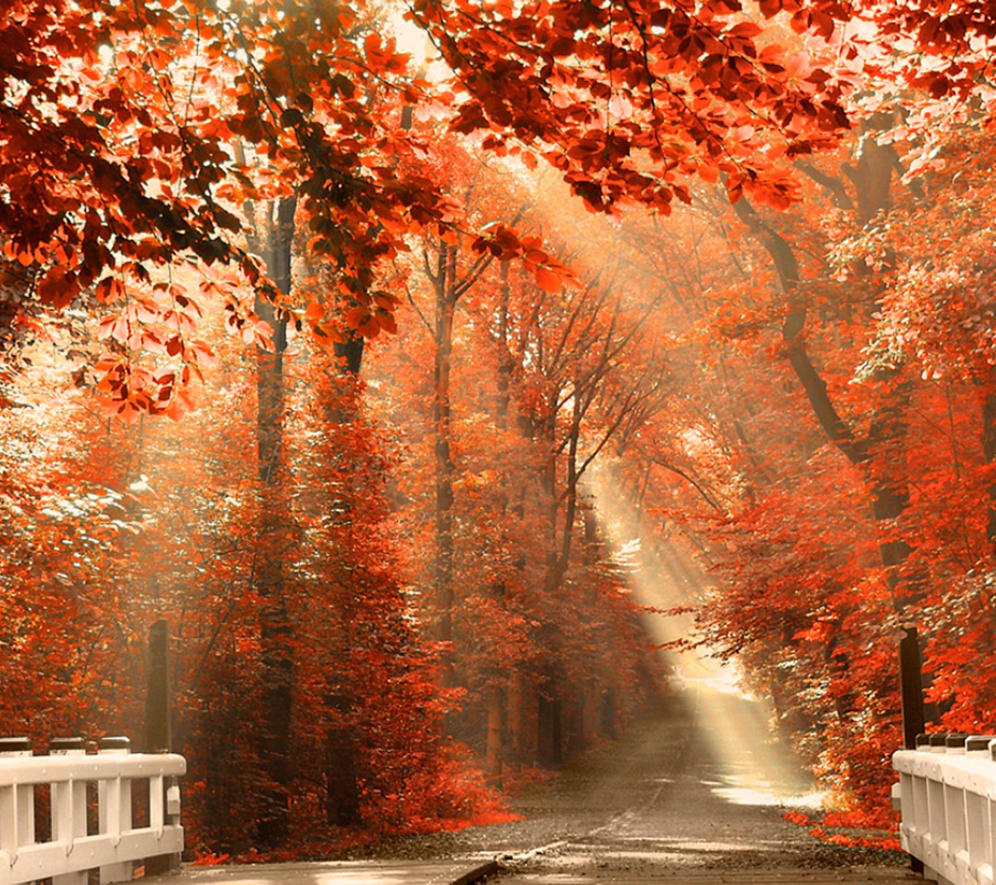 风景,自然,风光,夕阳,路,树林,阳光,照射