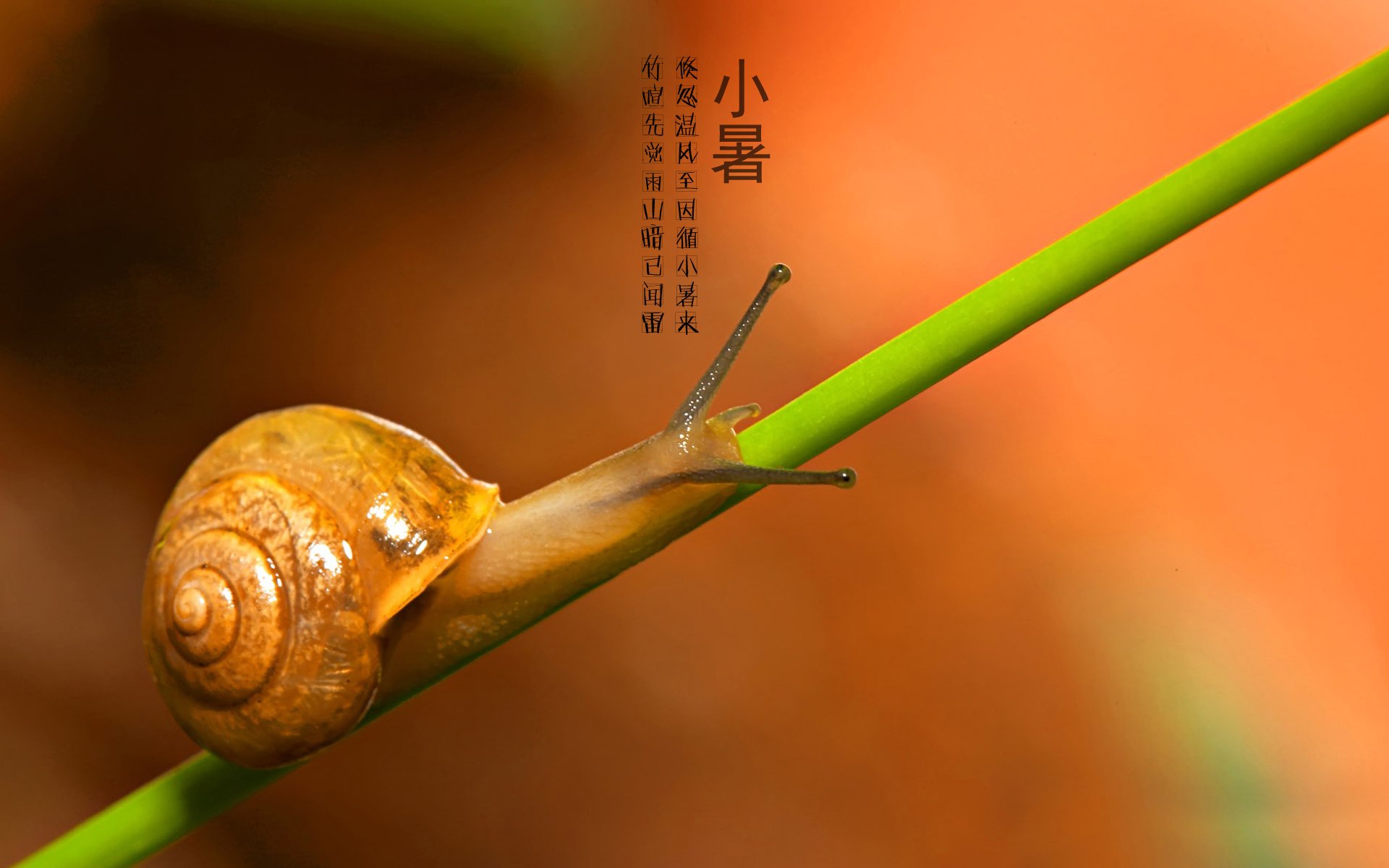 二十四节气,24节气,节气,风景,自然,风光,节日,小暑