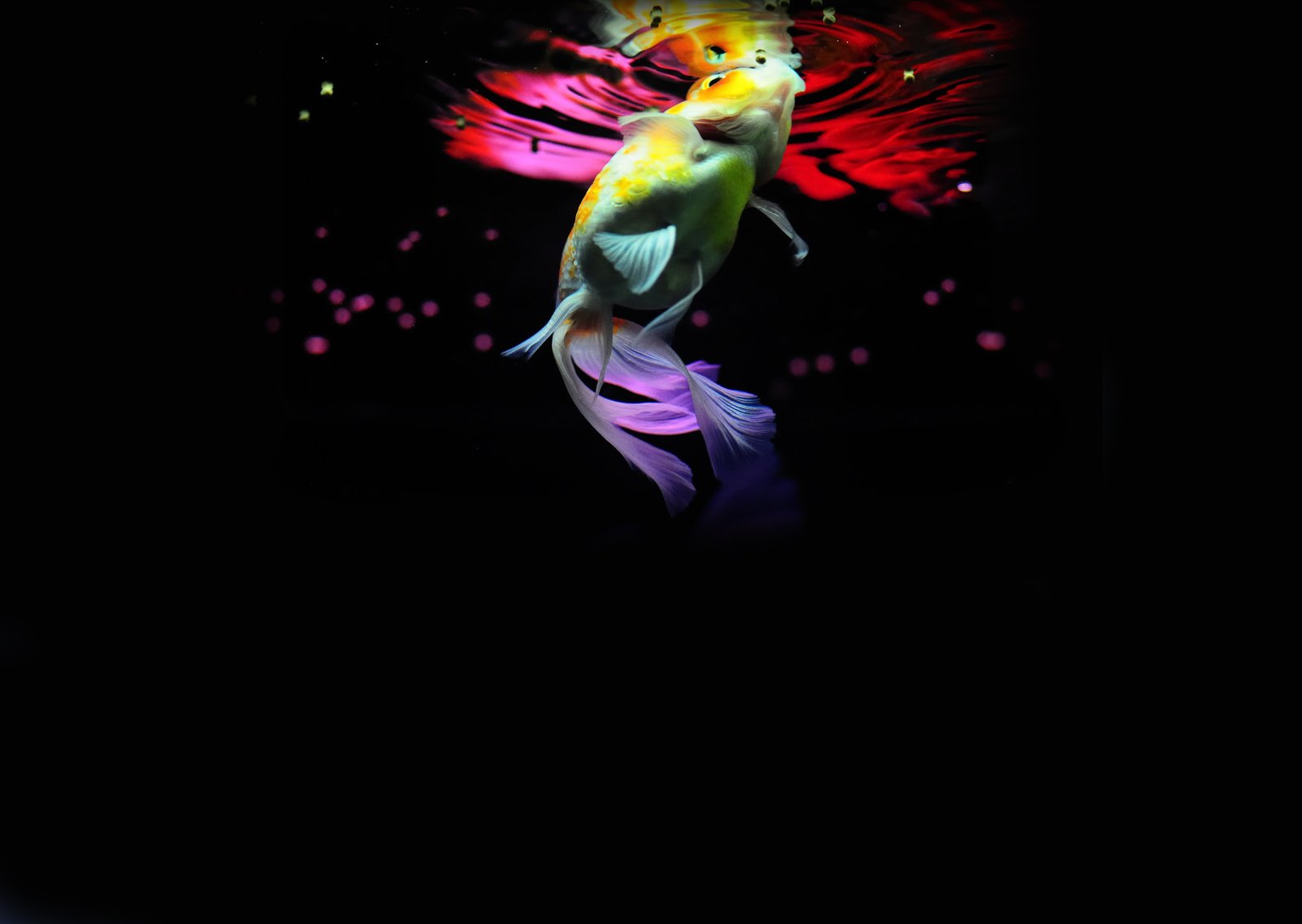 动物,金鱼,7秒的记忆,可爱,唯美,意境,游,安静,水下