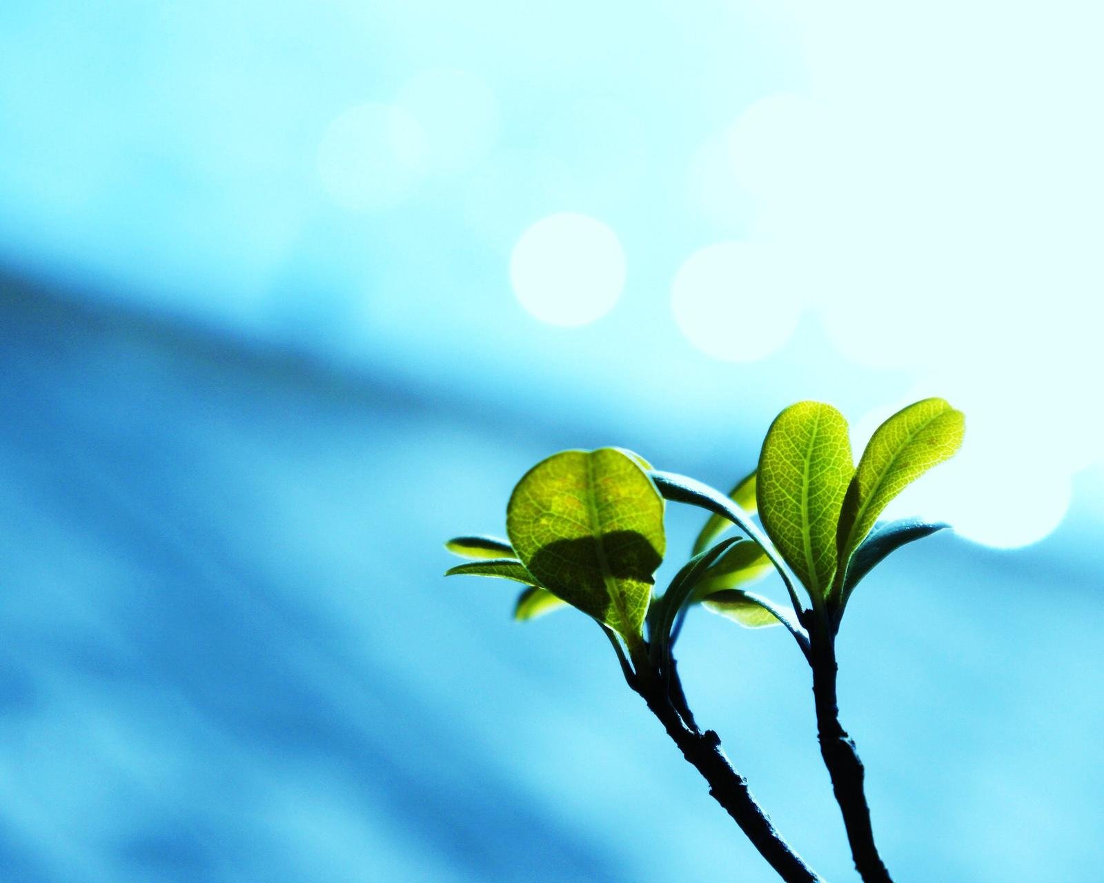 春分,春天,花,花开的声音,浪漫,清新,花朵,唯美,温暖,清新淡雅,鸟语花香
