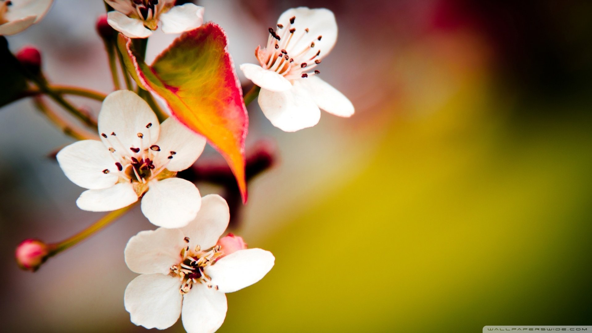 春分,春天,花,花开的声音,浪漫,清新,花朵,唯美,温暖,清新淡雅,鸟语花香