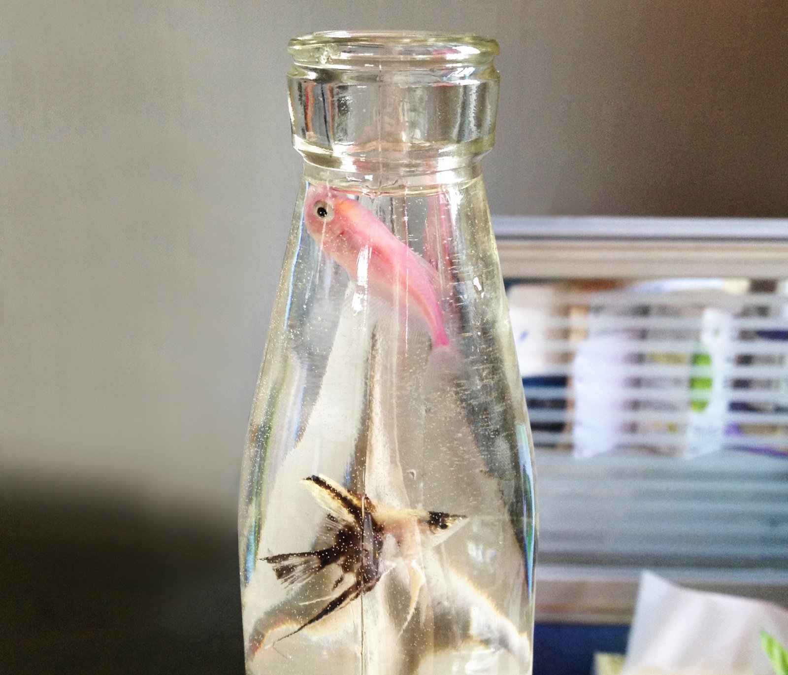 动物,金鱼,7秒的记忆,可爱,唯美,意境,游,安静,水下