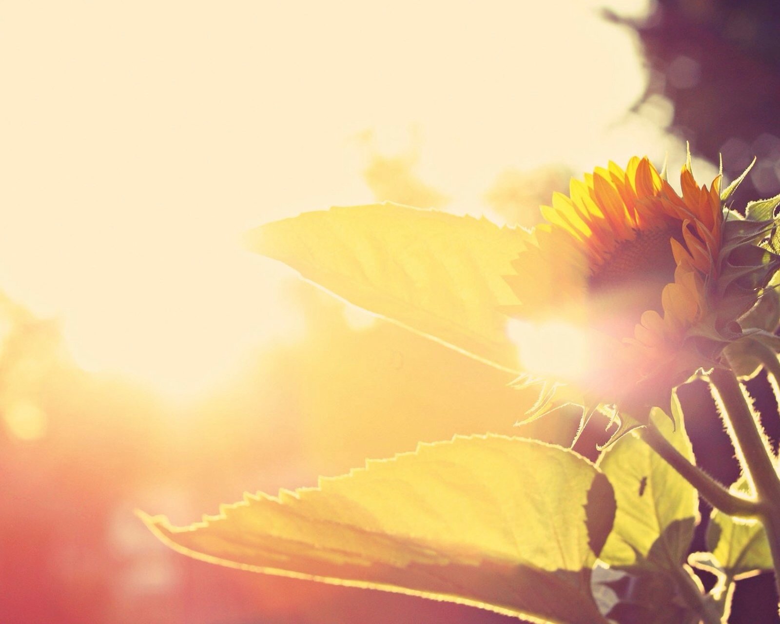 风景,自然,风光,唯美,安静,阳光,温暖