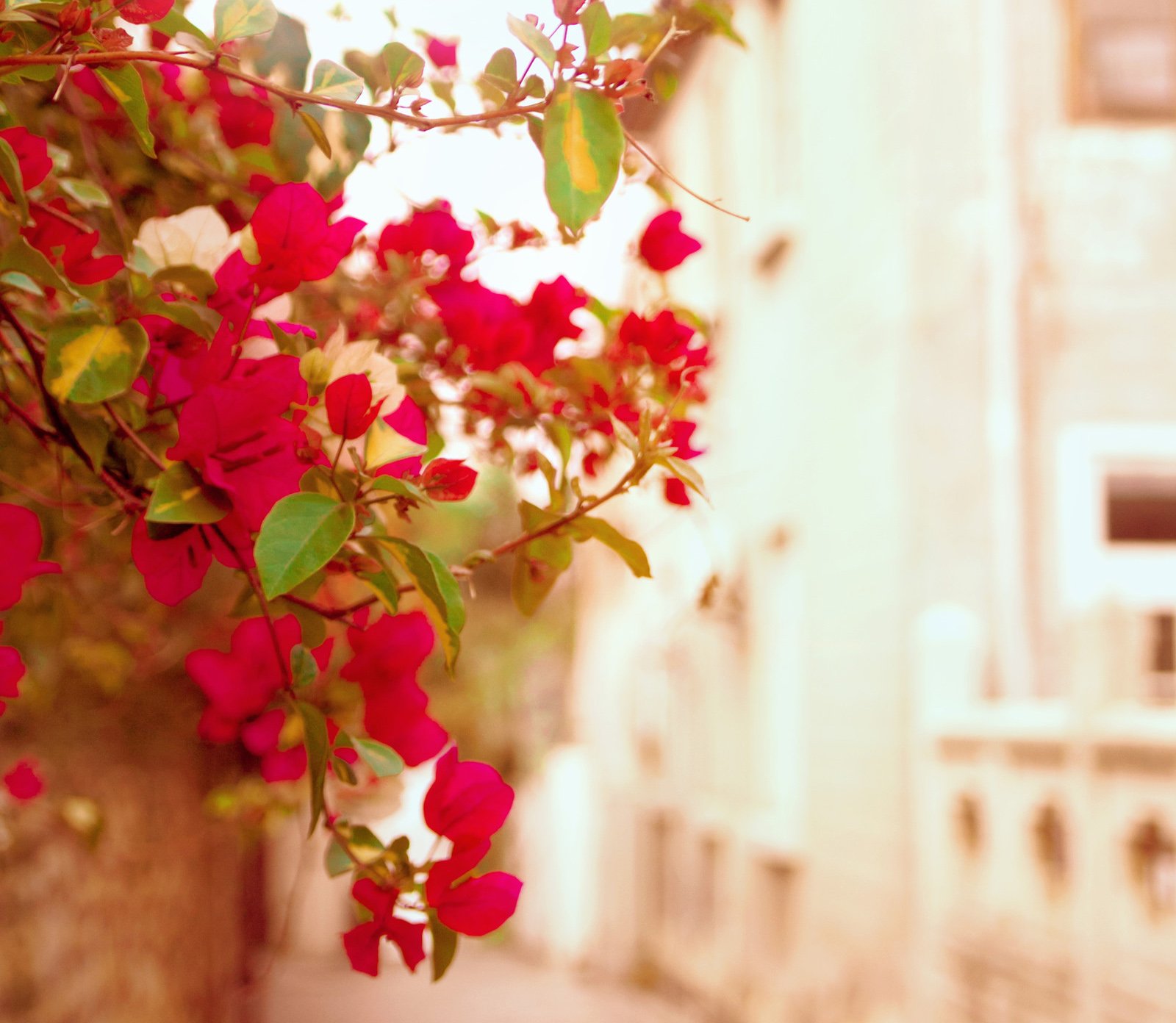 春分,春天,花,花开的声音,浪漫,清新,花朵,唯美,温暖,清新淡雅,鸟语花香