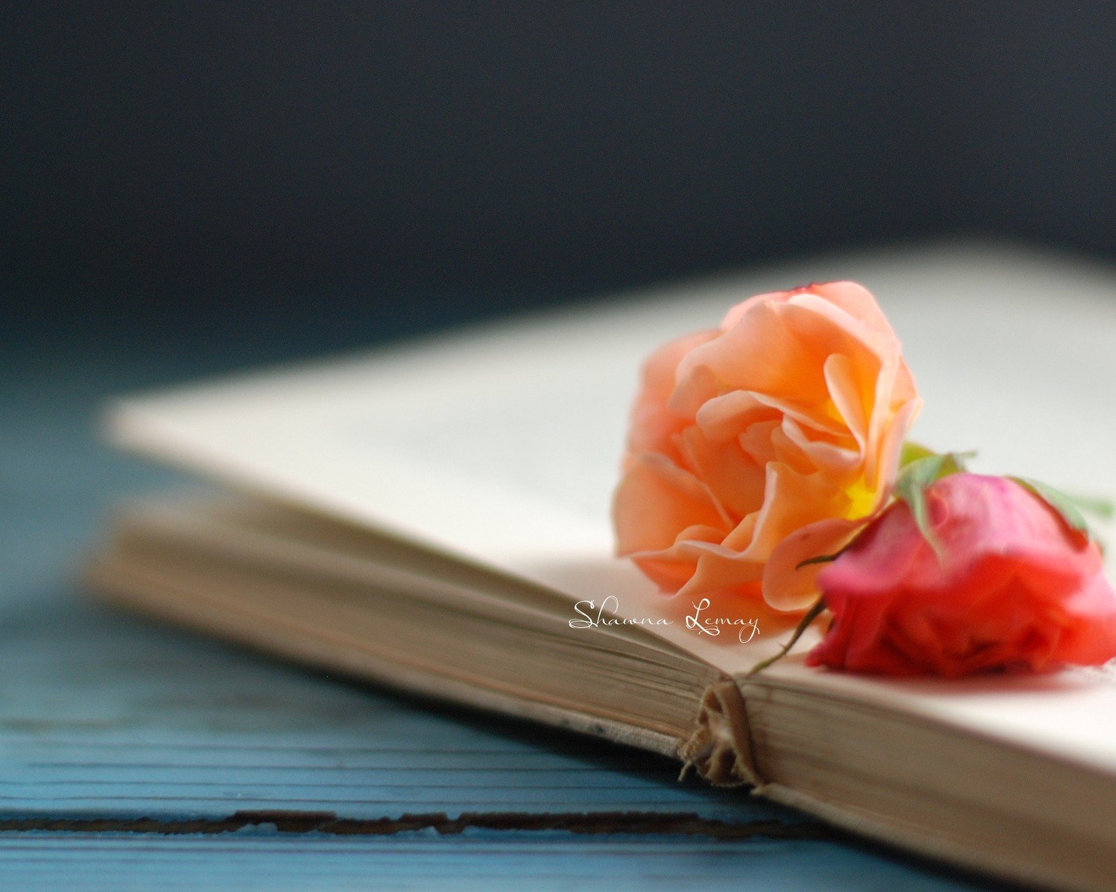 小清新,清新,唯美,物语,静物,治愈系,温暖,慢生活,花,书