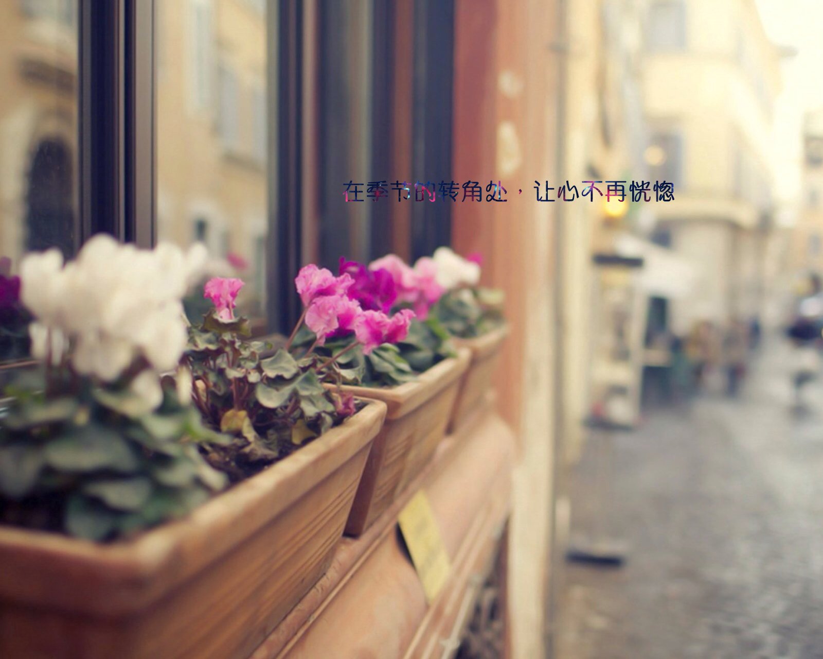 情感,温馨,文字控,心事,治愈,花,街边,路