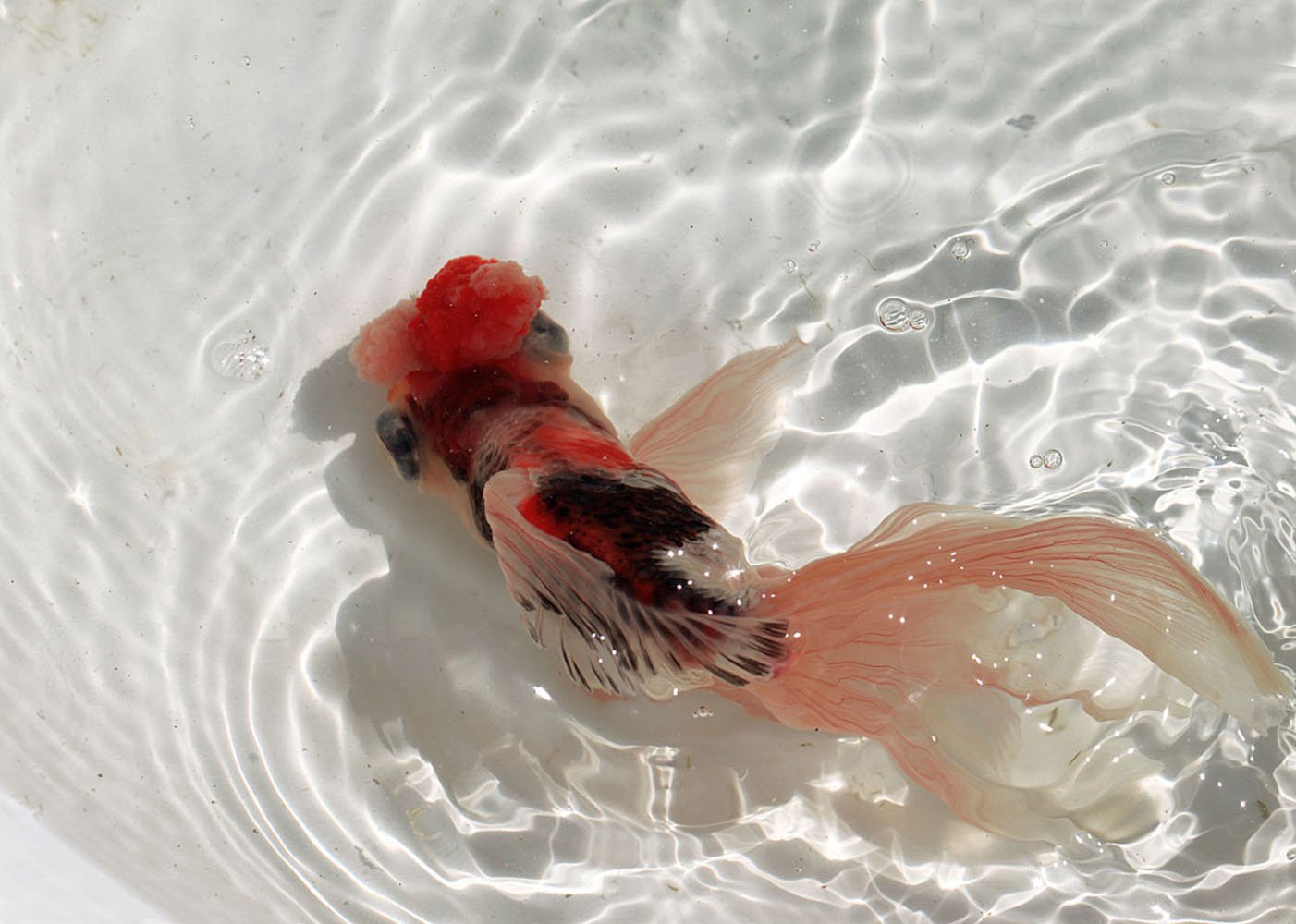 动物,金鱼,7秒的记忆,可爱,唯美,意境,游,安静,水下