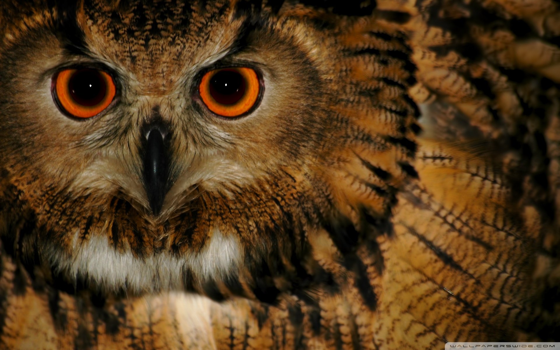 动物,野生动物,海洋天堂,海底世界,鱼