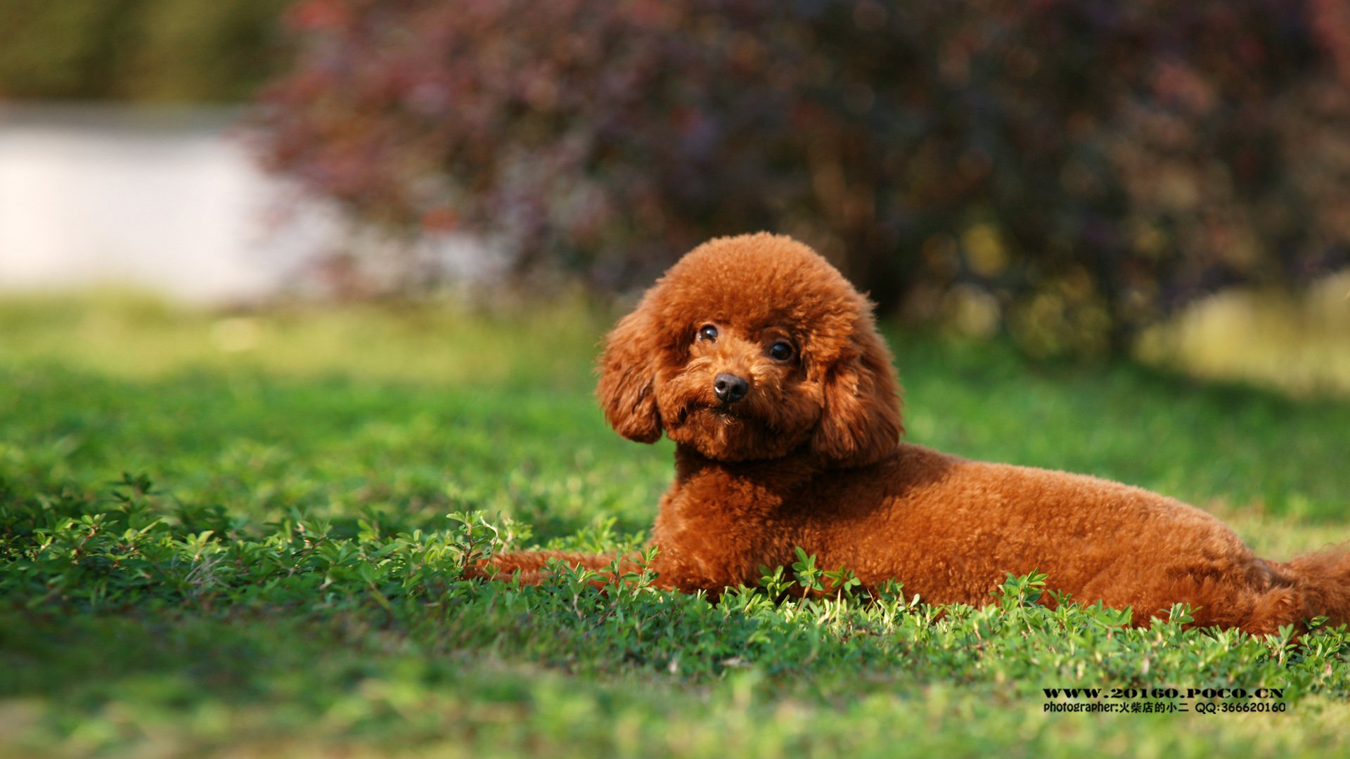 动物,古灵精怪,火柴宠摄,狗狗,汪星人,火柴摄影