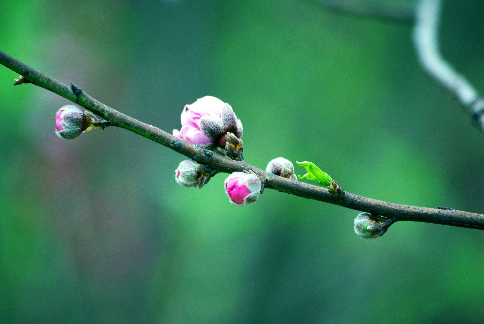 春分,春天,花,花开的声音,浪漫,清新,花朵,唯美,温暖,清新淡雅,鸟语花香