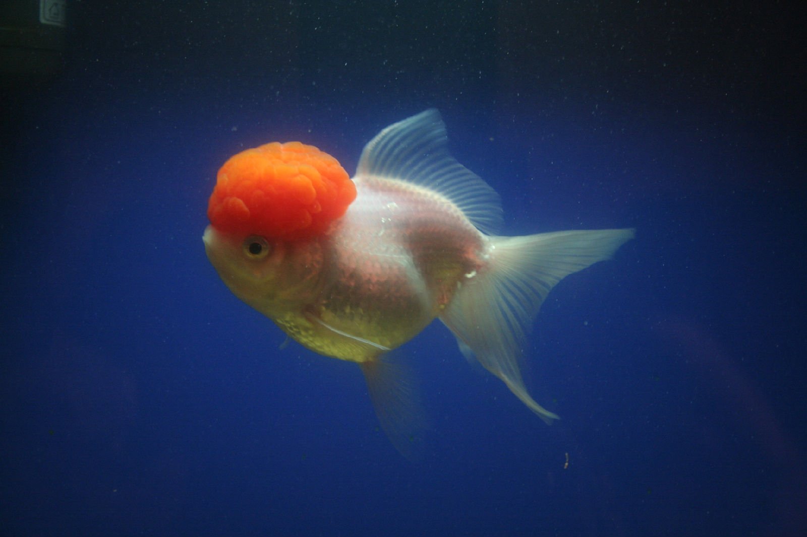 动物,金鱼,7秒的记忆,可爱,唯美,意境,游,安静,水下