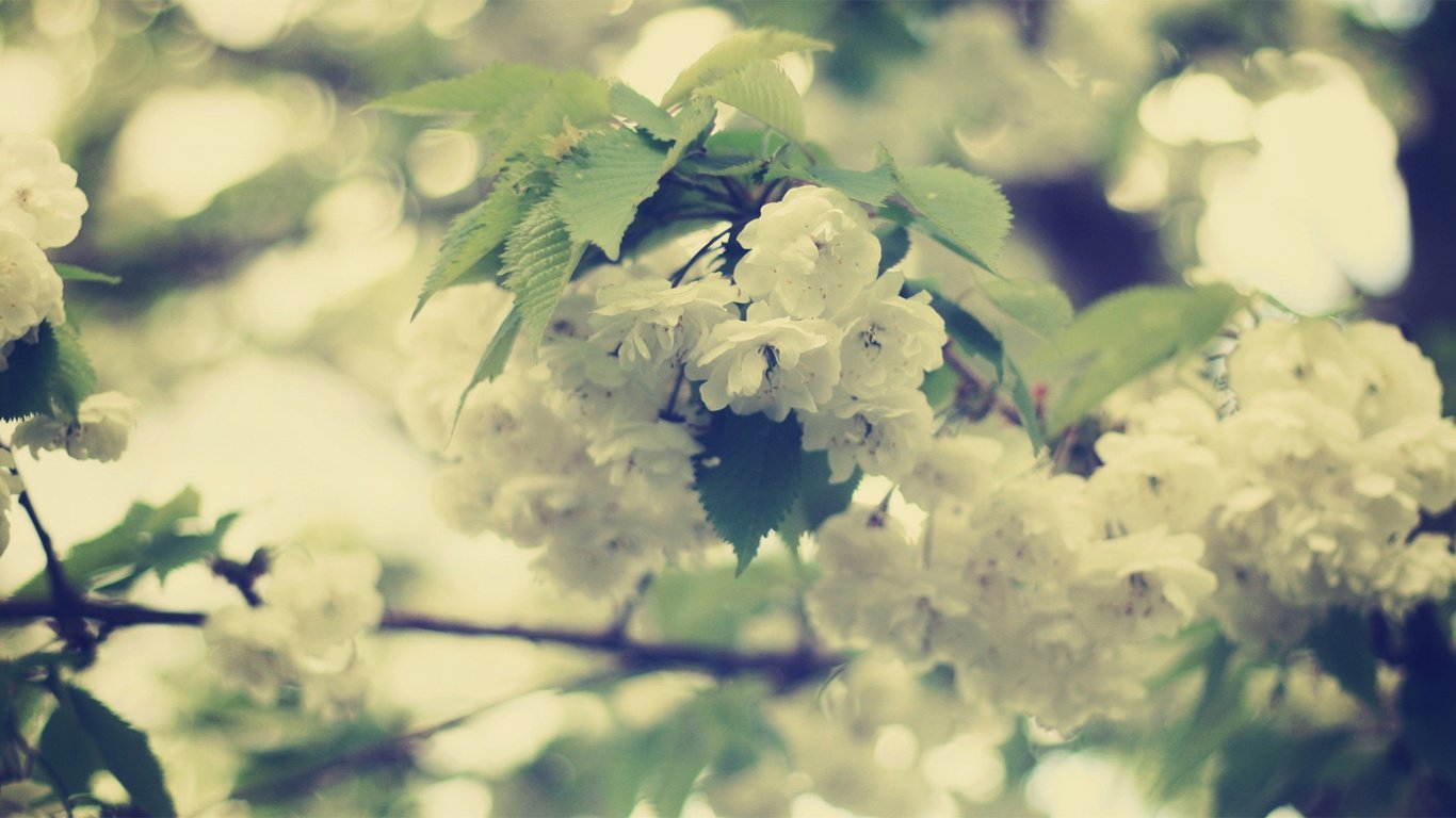 小清新,唯美,浪漫,温暖,温馨,干净,治愈系,慢生活,治愈,美好,花,春天,阳光,一场花开