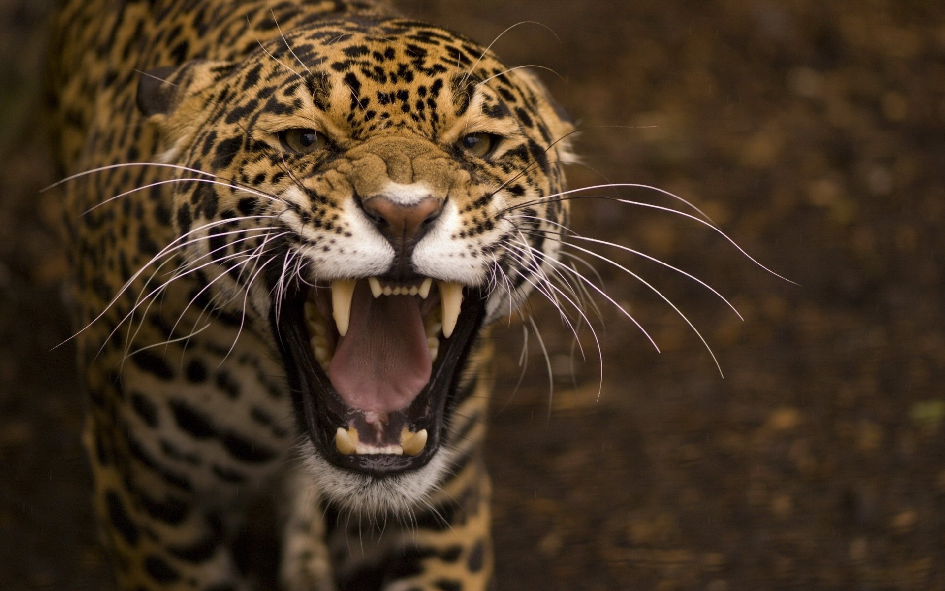 动物,野生动物,老虎