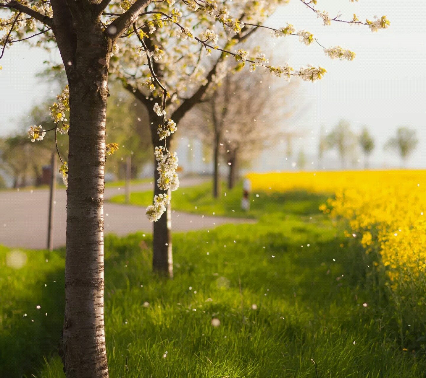 自然,风景,树,唯美,意境,孤单,来生要做一棵树
